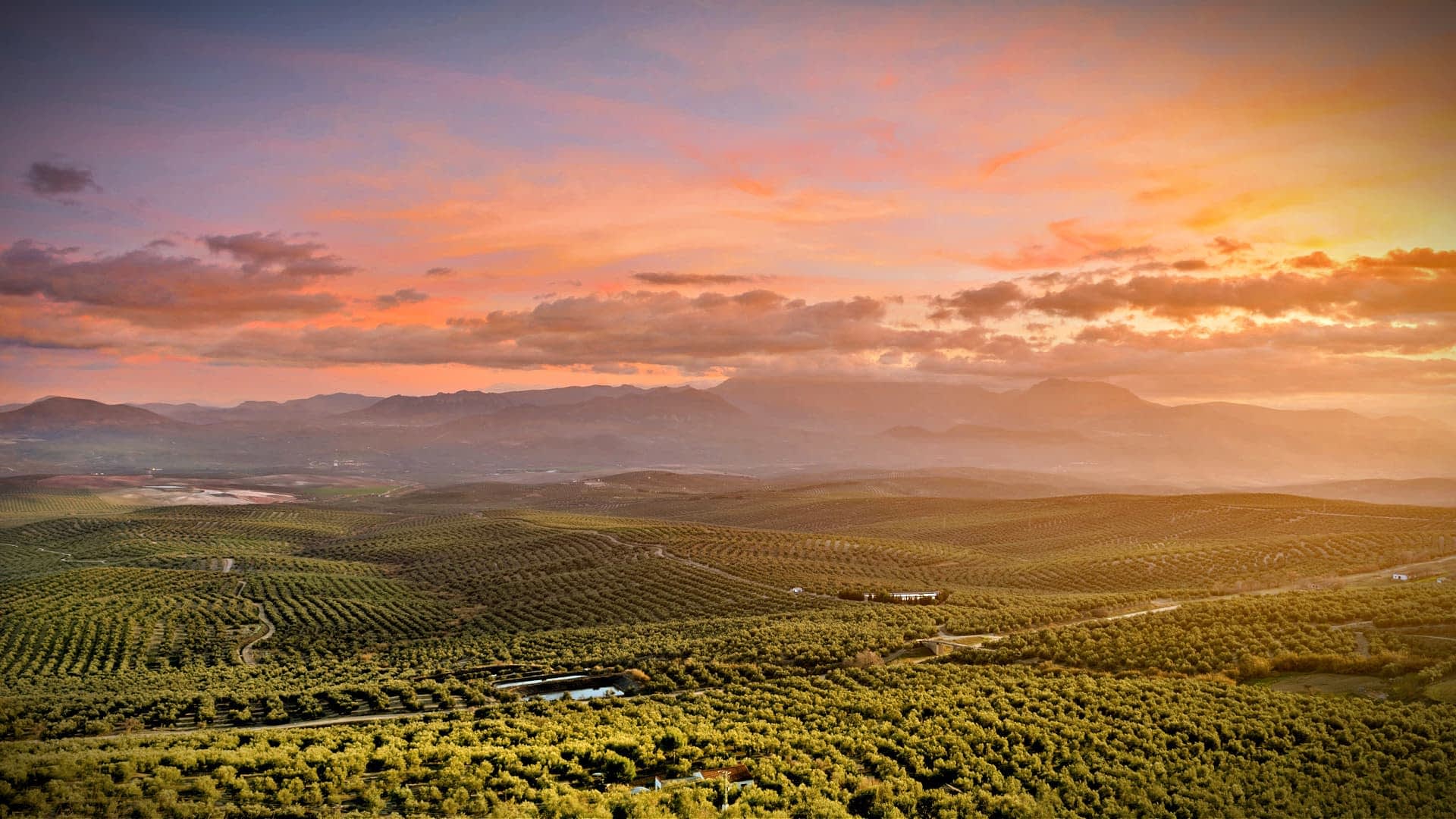 Vista aérea de un extenso paisaje de olivares bajo un cielo colorido al atardecer. Olive Oil Times