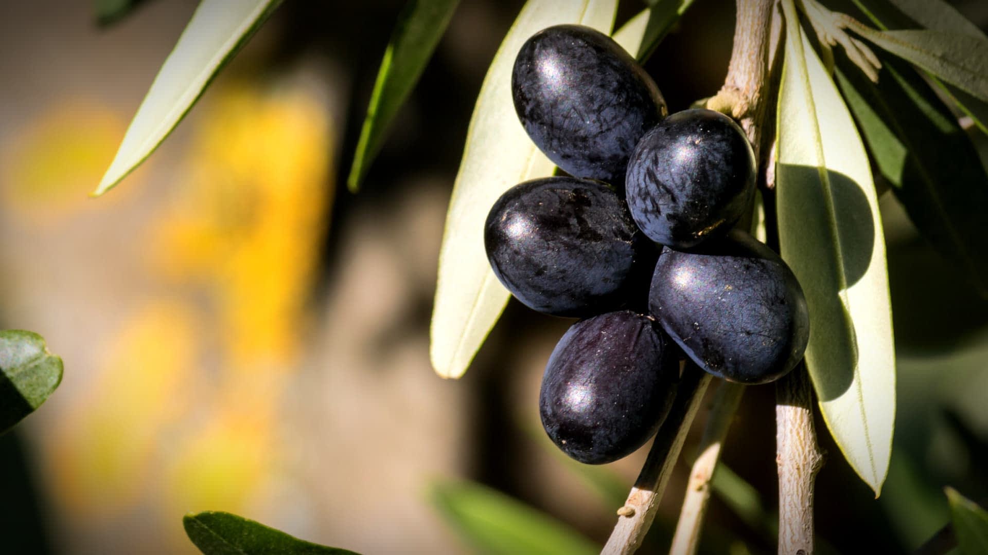 Eine Traube schwarzer Oliven hängt an einem Zweig mit grünen Blättern im Hintergrund. - Olive Oil Times