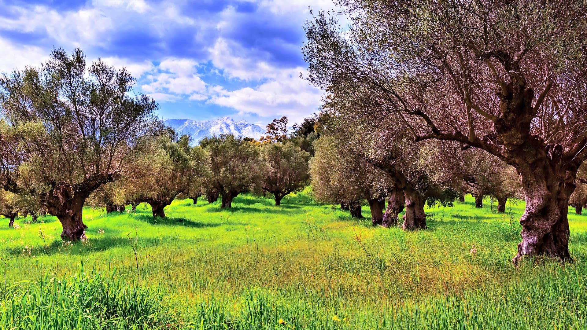Arkaplanda yeşil çimenler ve bulutlu gökyüzü olan zeytin ağaçları korusu. - Olive Oil Times