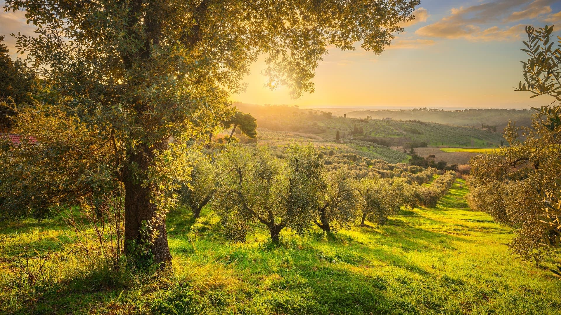 Olivos en un bosque con la luz del sol filtrándose a través de las hojas durante la puesta de sol. Olive Oil Times