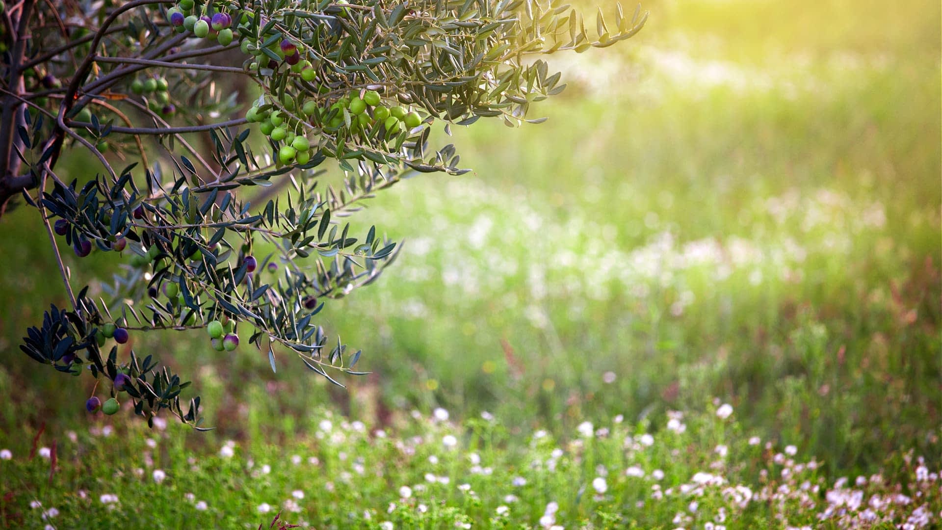 Grana stabla masline sa zelenim maslinama na zamućenoj pozadini trave i cvijeća. - Olive Oil Times