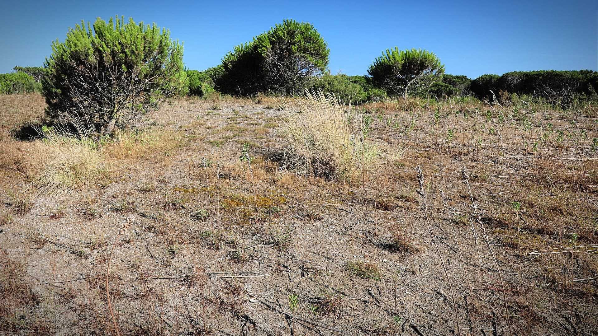 Un paisaje seco con vegetación escasa y pequeños arbustos en un entorno soleado. Olive Oil Times