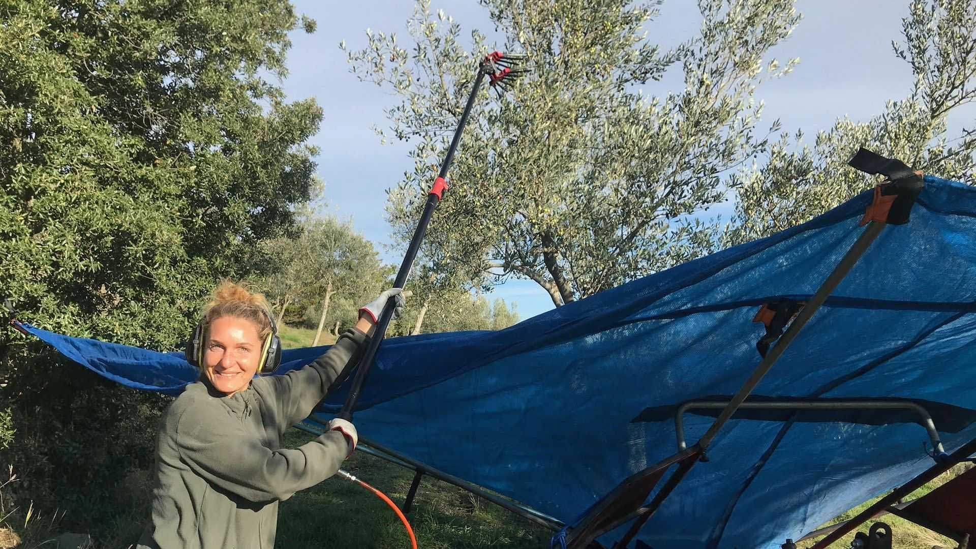 Individu utilisant une récolteuse à perche pour récolter les olives d'un arbre sous une bâche bleue. Olive Oil Times