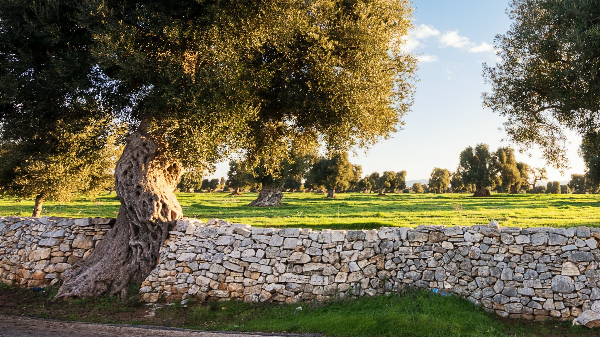 Oljke na polju s kamnitim zidom v ospredju pod vedrim nebom. - Olive Oil Times