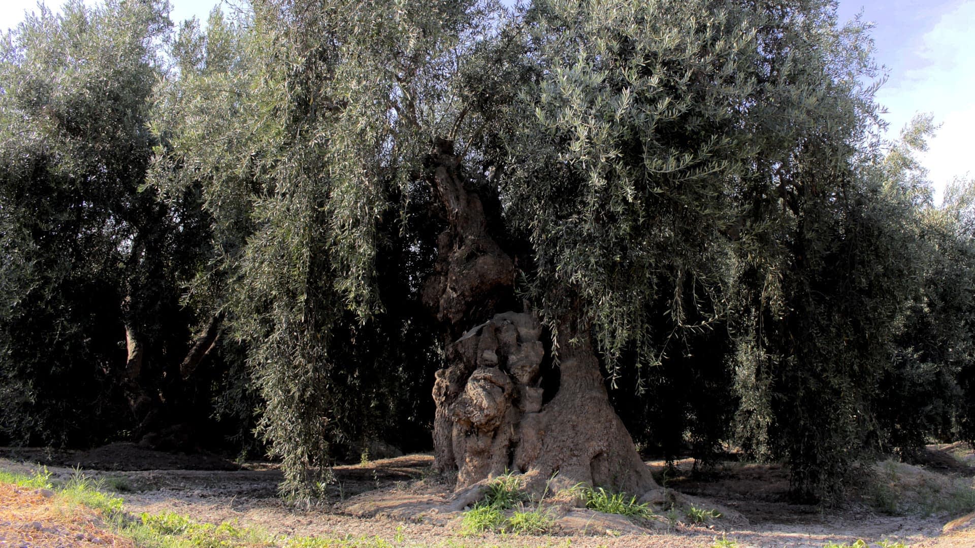 Een eeuwenoude olijfboom met een dikke stam en uitgestrekte takken in een natuurlijke omgeving. Olive Oil Times