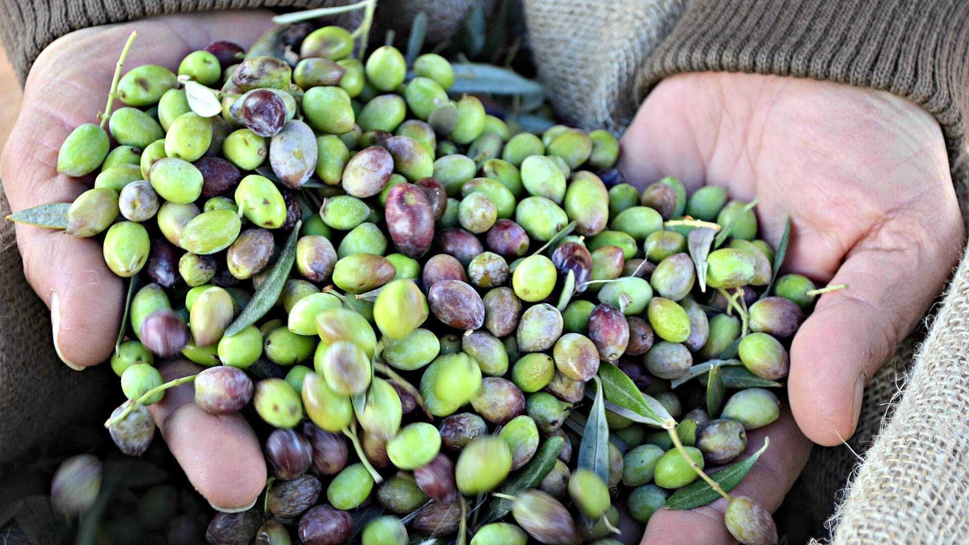Mani che tengono un mix di olive verdi e viola con foglie in un ambiente naturale. - Olive Oil Times