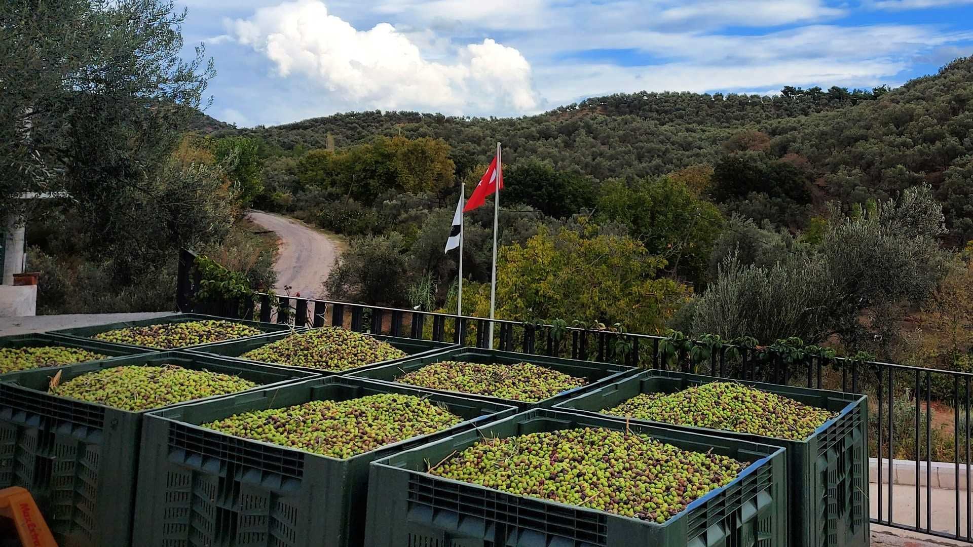 Aceitunas verdes recogidas en grandes contenedores de almacenamiento con una bandera turca al fondo. Olive Oil Times