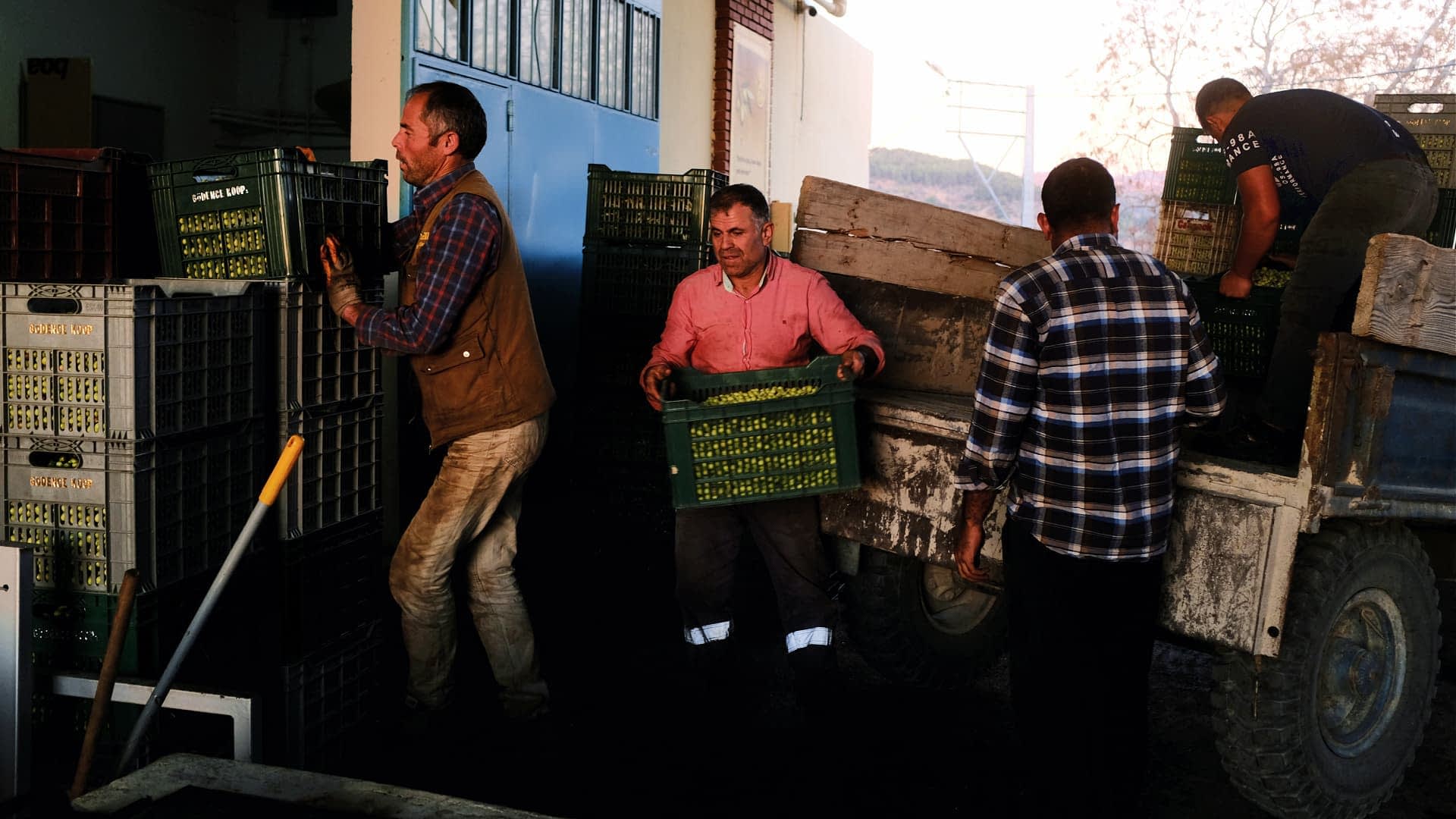 四名工人在采伐现场运送装满橄榄的绿色板条箱。 - Olive Oil Times