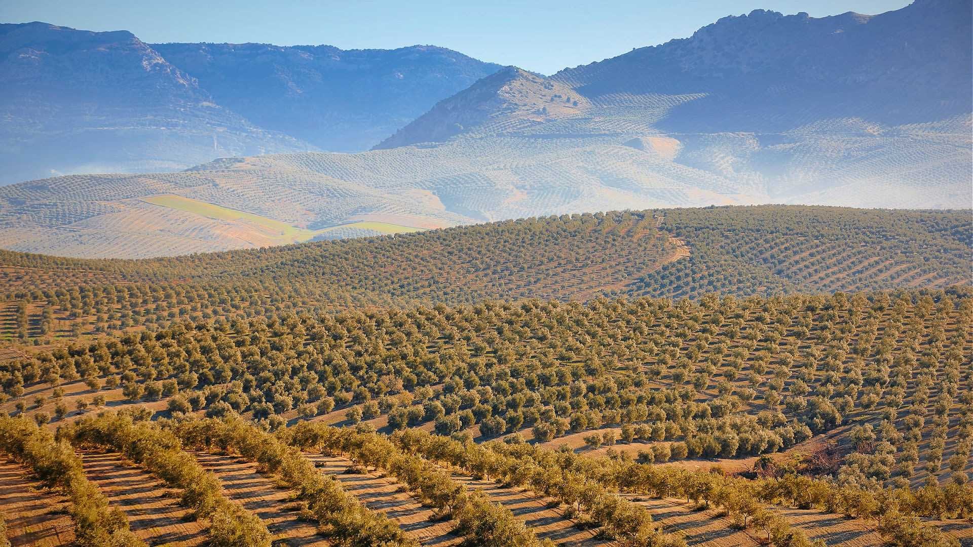 Amplio olivar con hileras de árboles en colinas onduladas bajo un cielo despejado. - Olive Oil Times