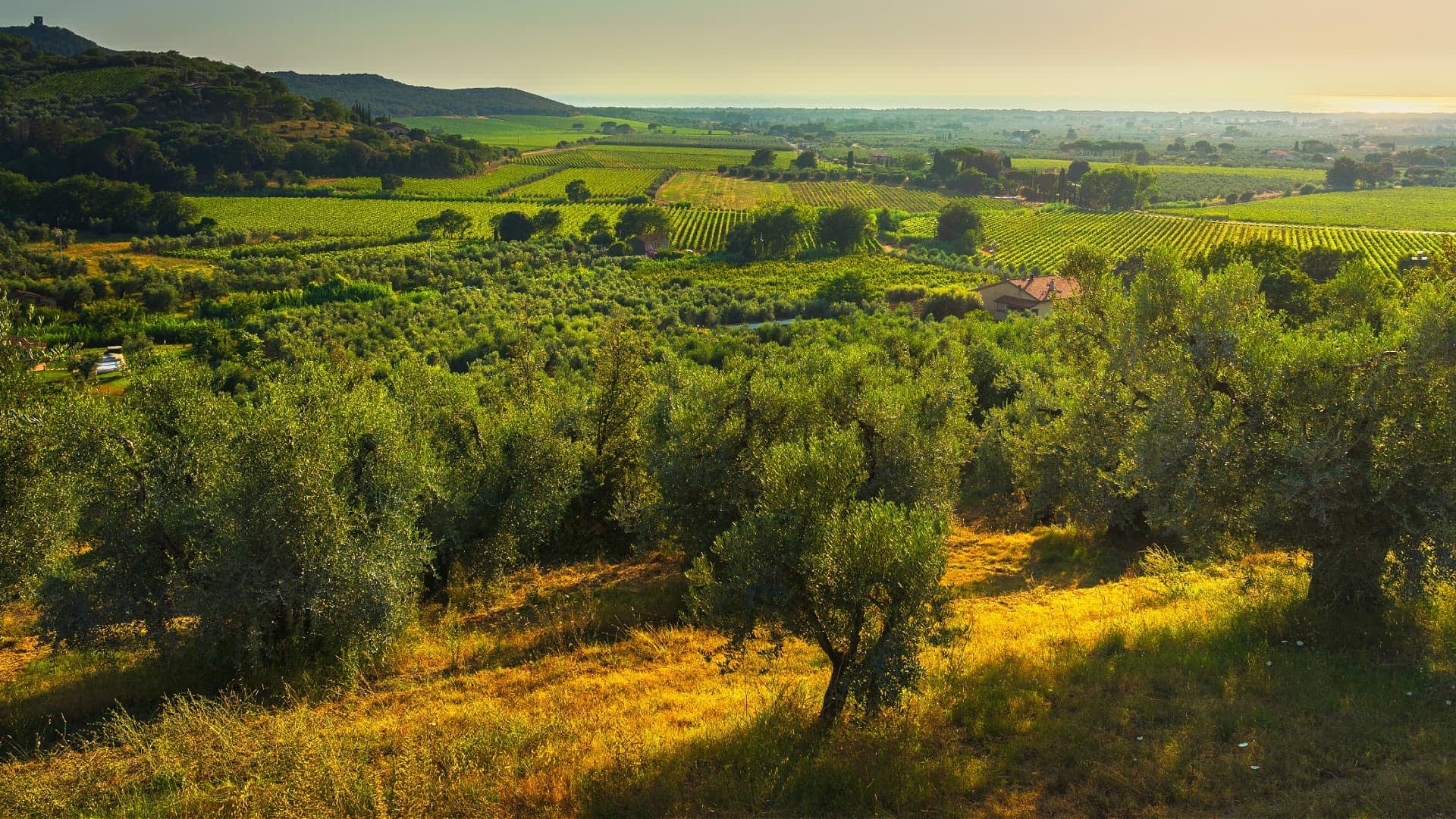 Une vue panoramique d'une oliveraie et d'un paysage viticole sous un ciel clair au coucher du soleil. - Olive Oil Times