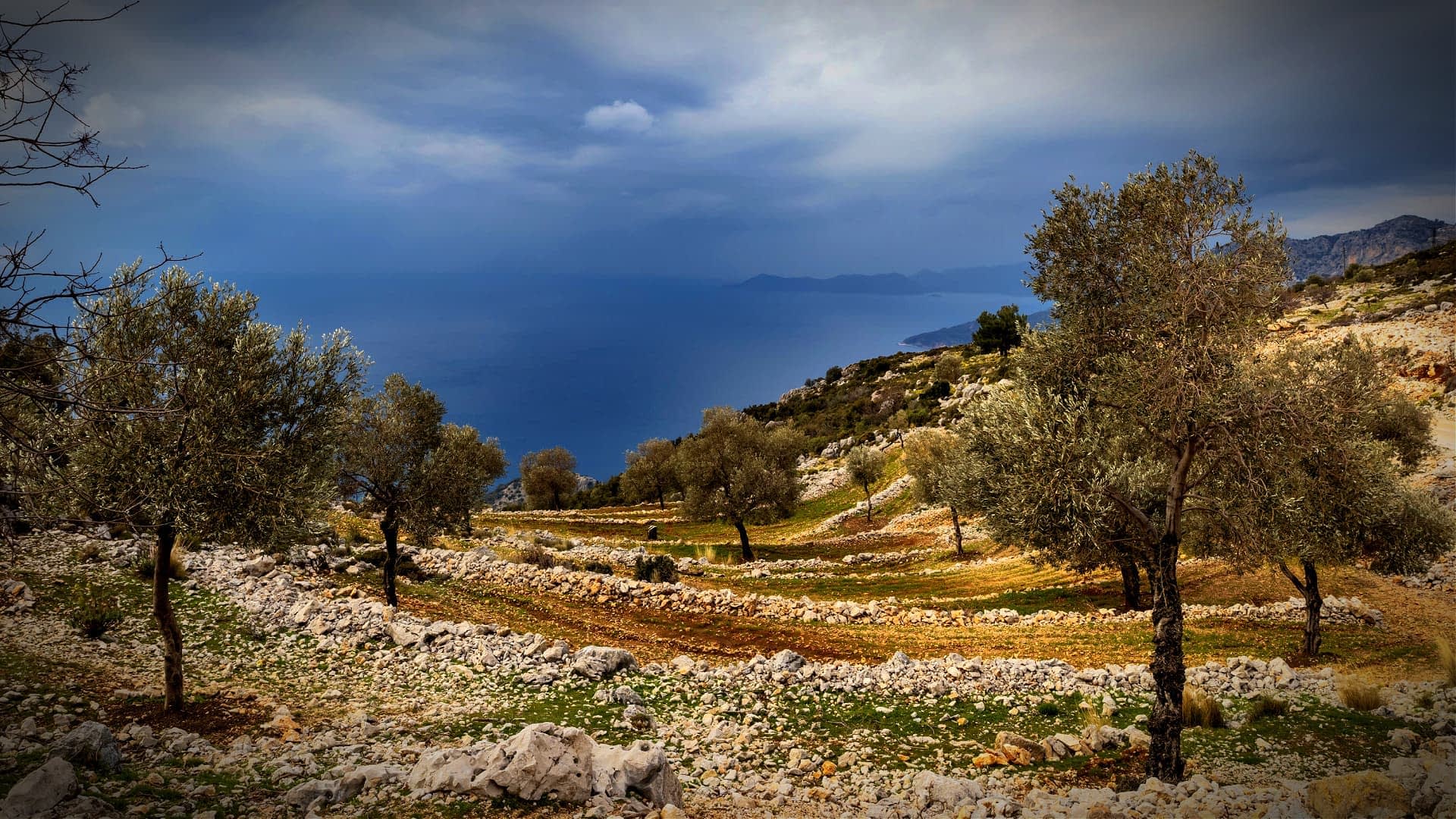 Ulivi disposti in filari su una collina con vista sul mare sullo sfondo. - Olive Oil Times