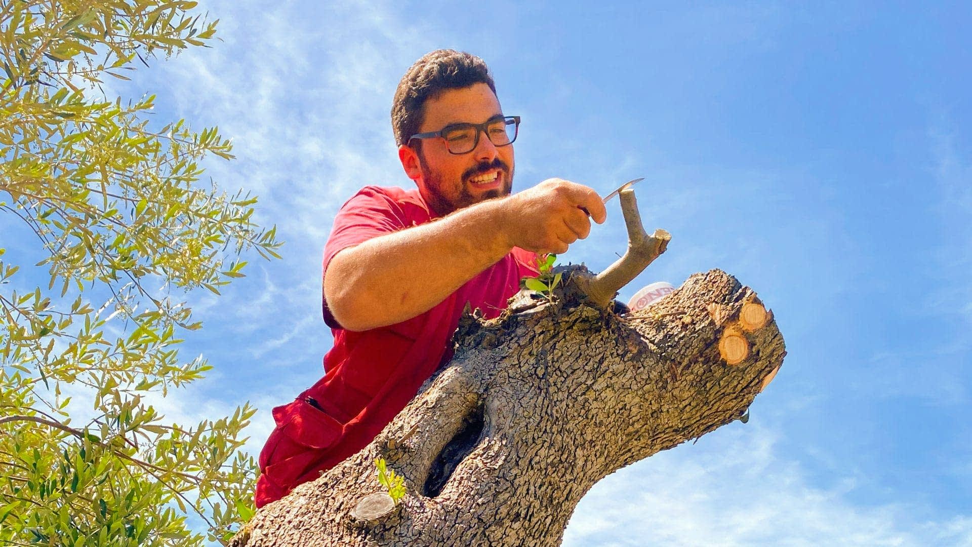 Individuo utilizando una herramienta de poda en una rama de olivo bajo un cielo azul claro. - Olive Oil Times