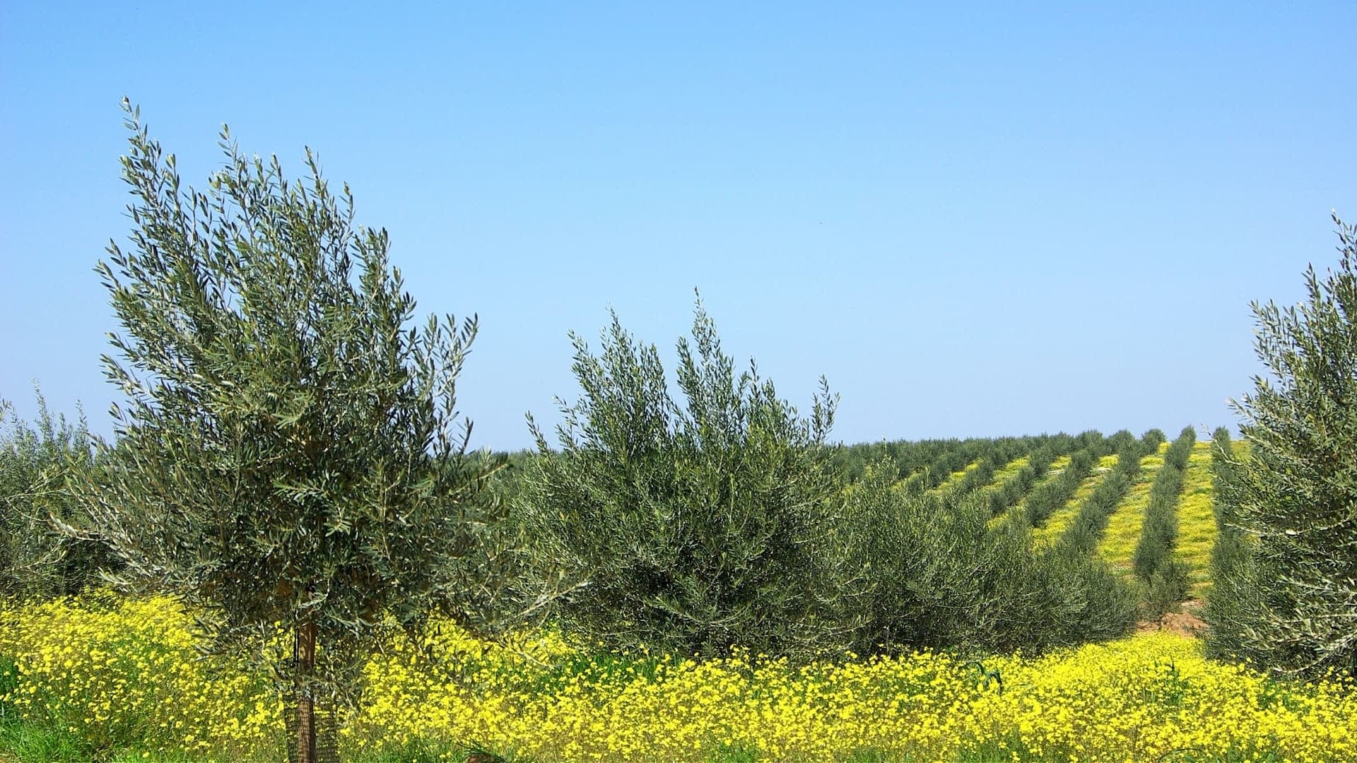 Des oliviers poussant dans un champ avec des fleurs jaunes au premier plan et des rangées d'arbres à l'arrière-plan. - Olive Oil Times