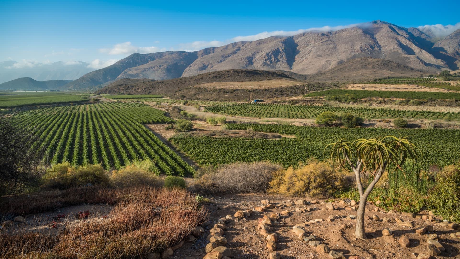 Campi di vigneti con montagne sullo sfondo sotto un cielo terso e azzurro. - Olive Oil Times