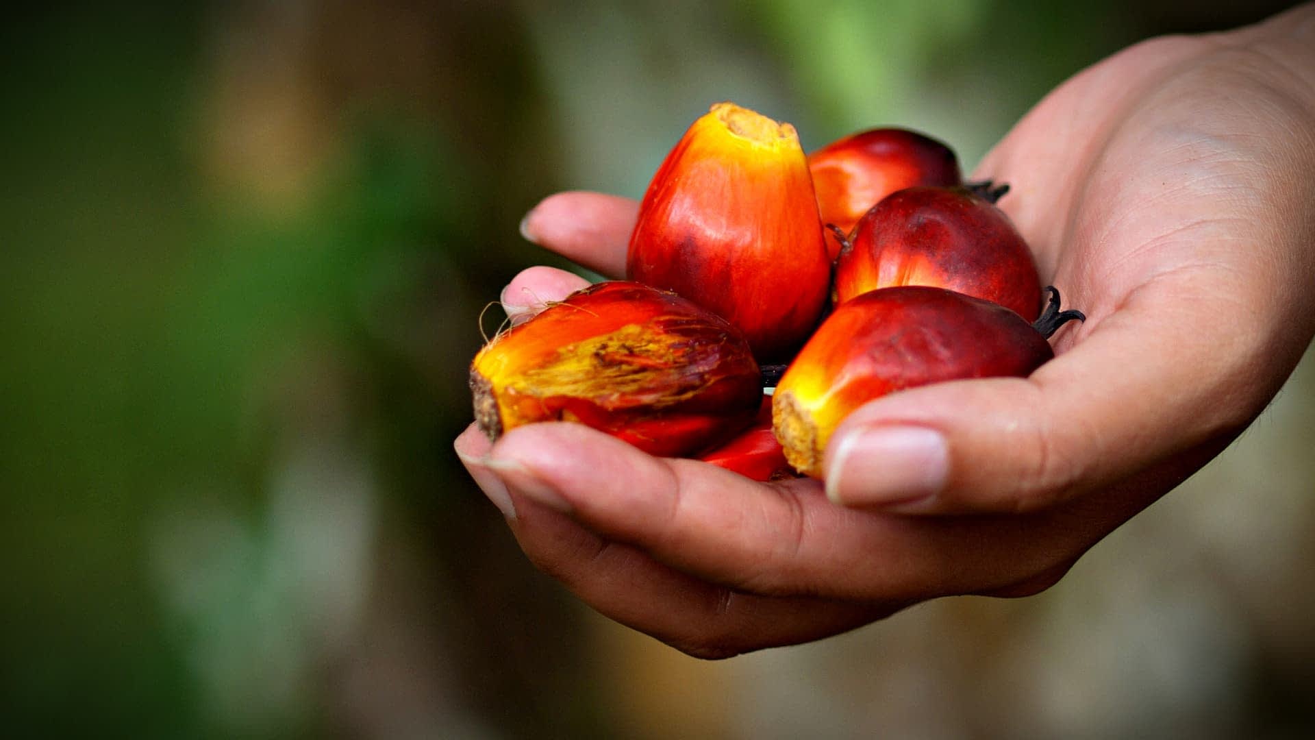 Uma mão segurando várias frutas frescas de azeite de palma com uma tonalidade avermelhada e textura suave. - Olive Oil Times