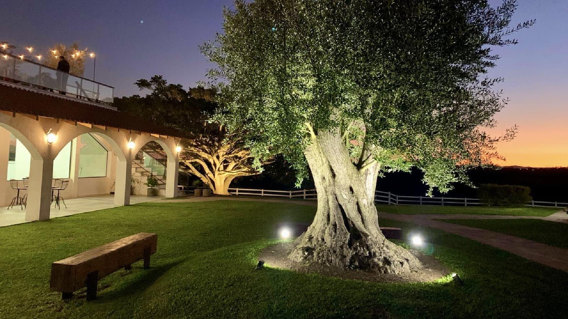 Uma oliveira iluminada em uma área de jardim com um pôr do sol ao fundo. - Olive Oil Times