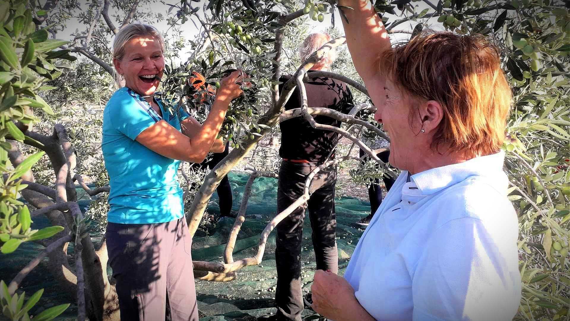 Dos mujeres sonriendo mientras recogen aceitunas de los árboles en un olivar. - Olive Oil Times