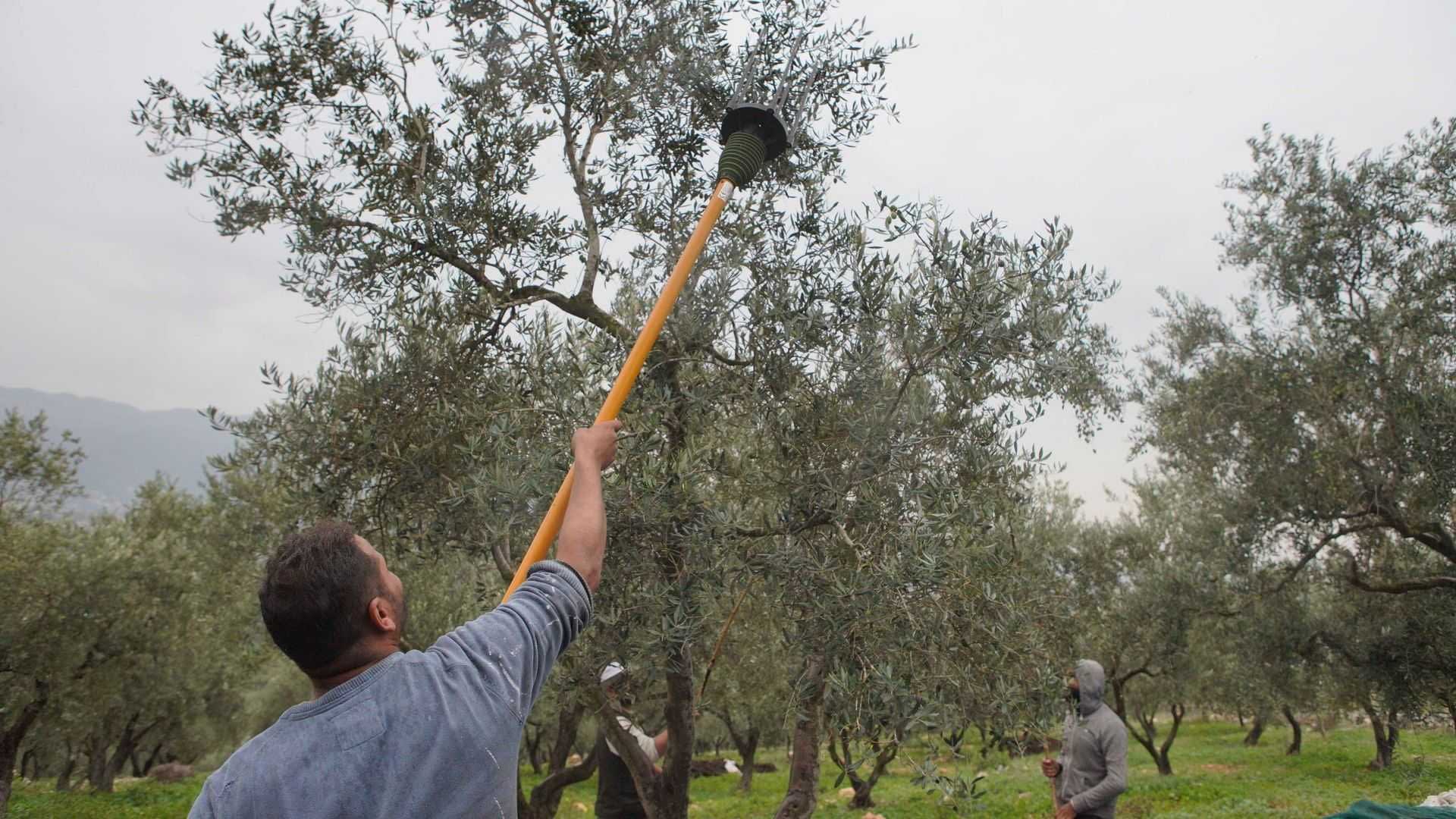 Individu utilisant une longue perche pour récolter les olives d'un olivier dans un verger. Olive Oil Times