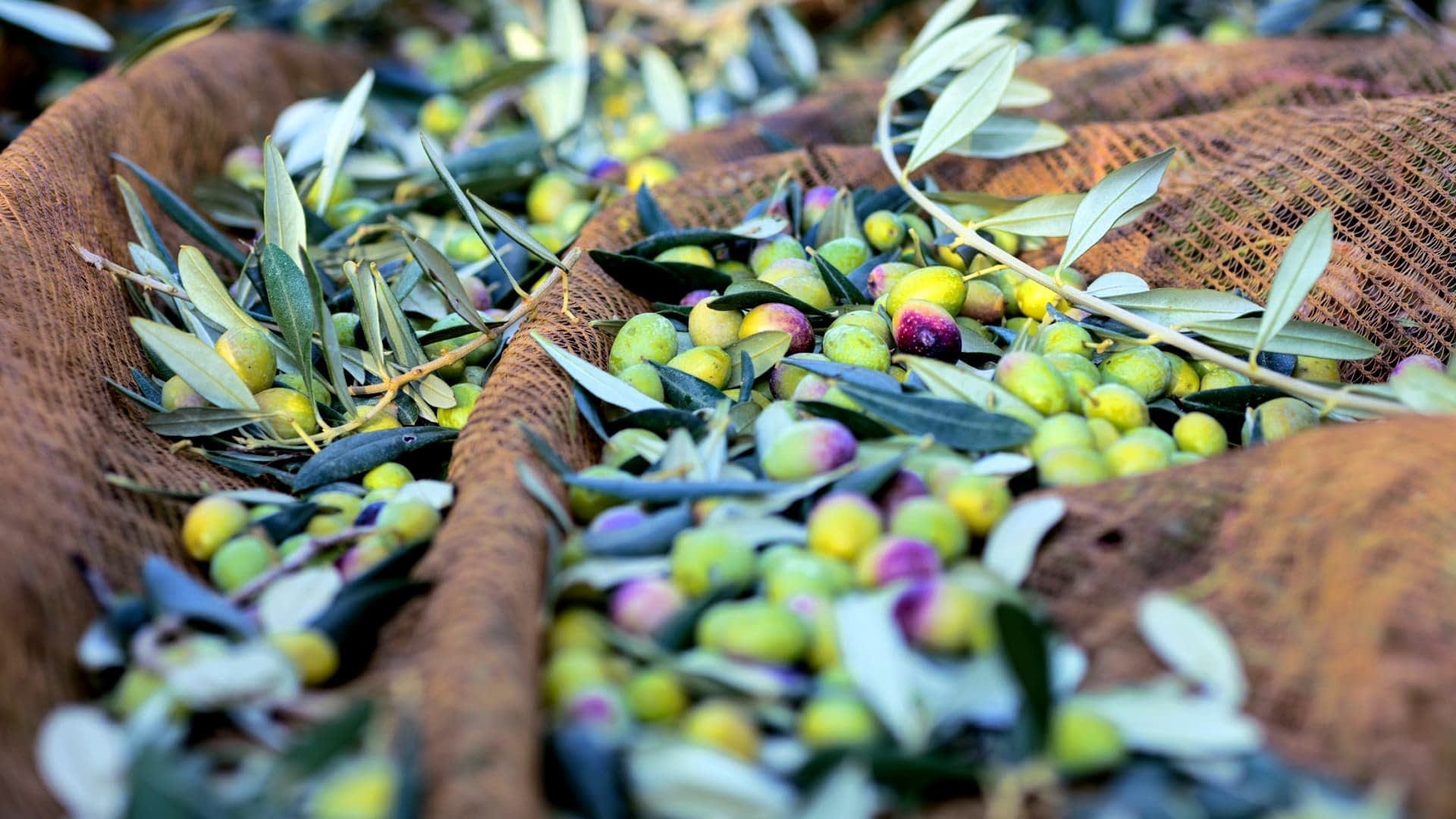 Een verzameling geoogste olijven en olijfbladeren rustend op een net tijdens de olijvenoogst. Olive Oil Times