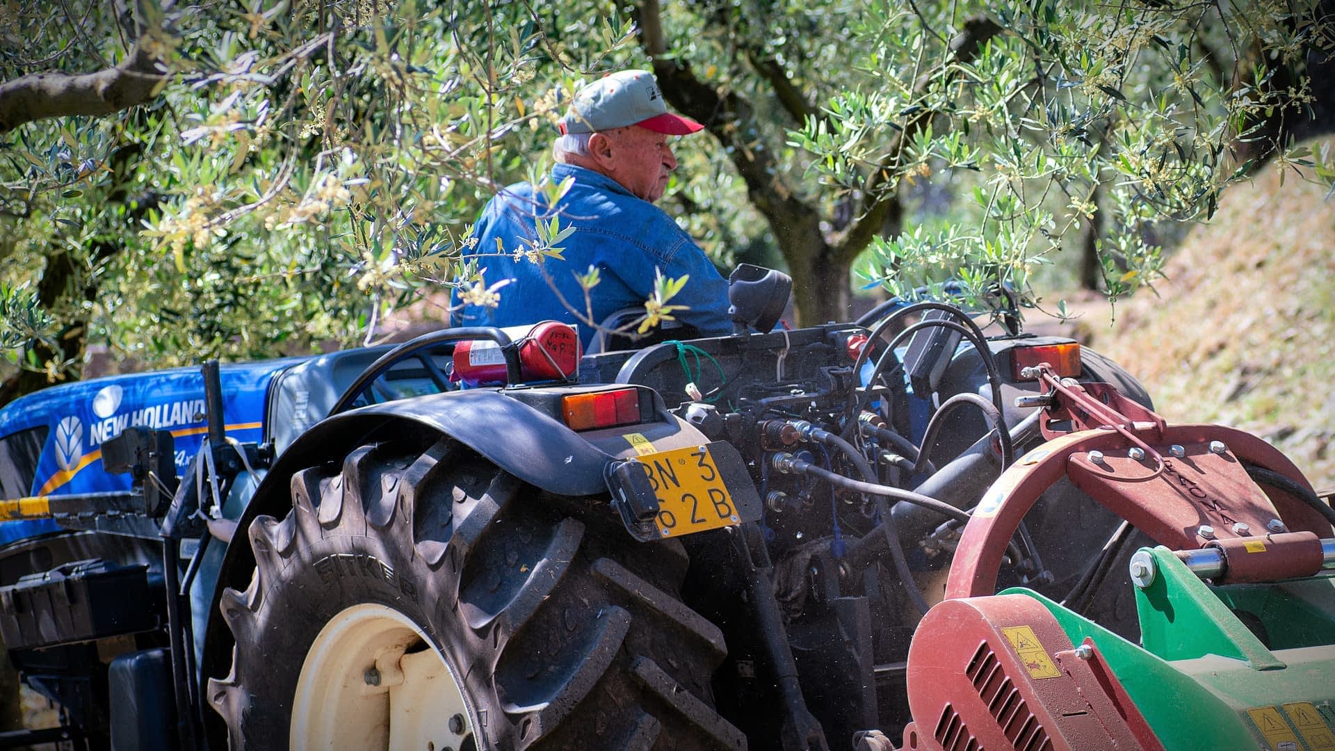 Een man met een blauw jasje en een pet zit op een New Holland-tractor in een olijfgaard. Olive Oil Times