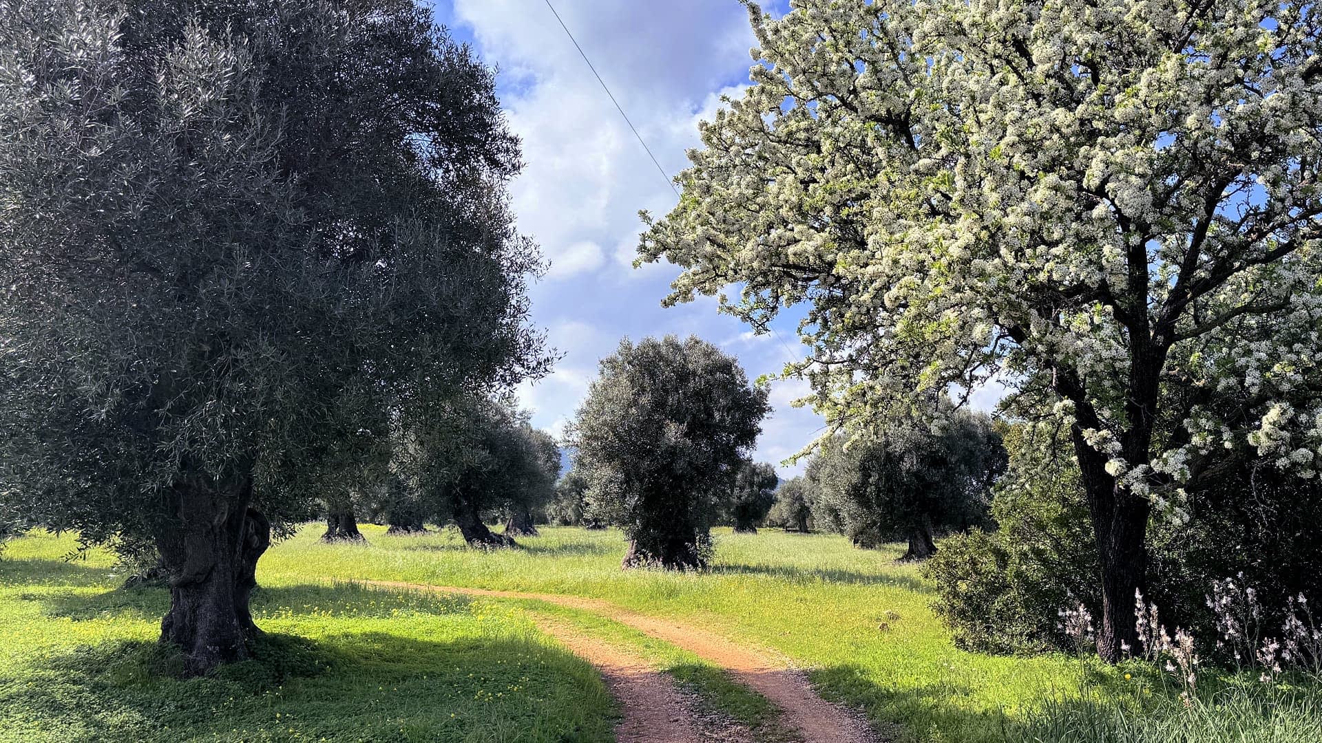 Una fila di ulivi in ​​un campo erboso sotto un cielo parzialmente nuvoloso. - Olive Oil Times