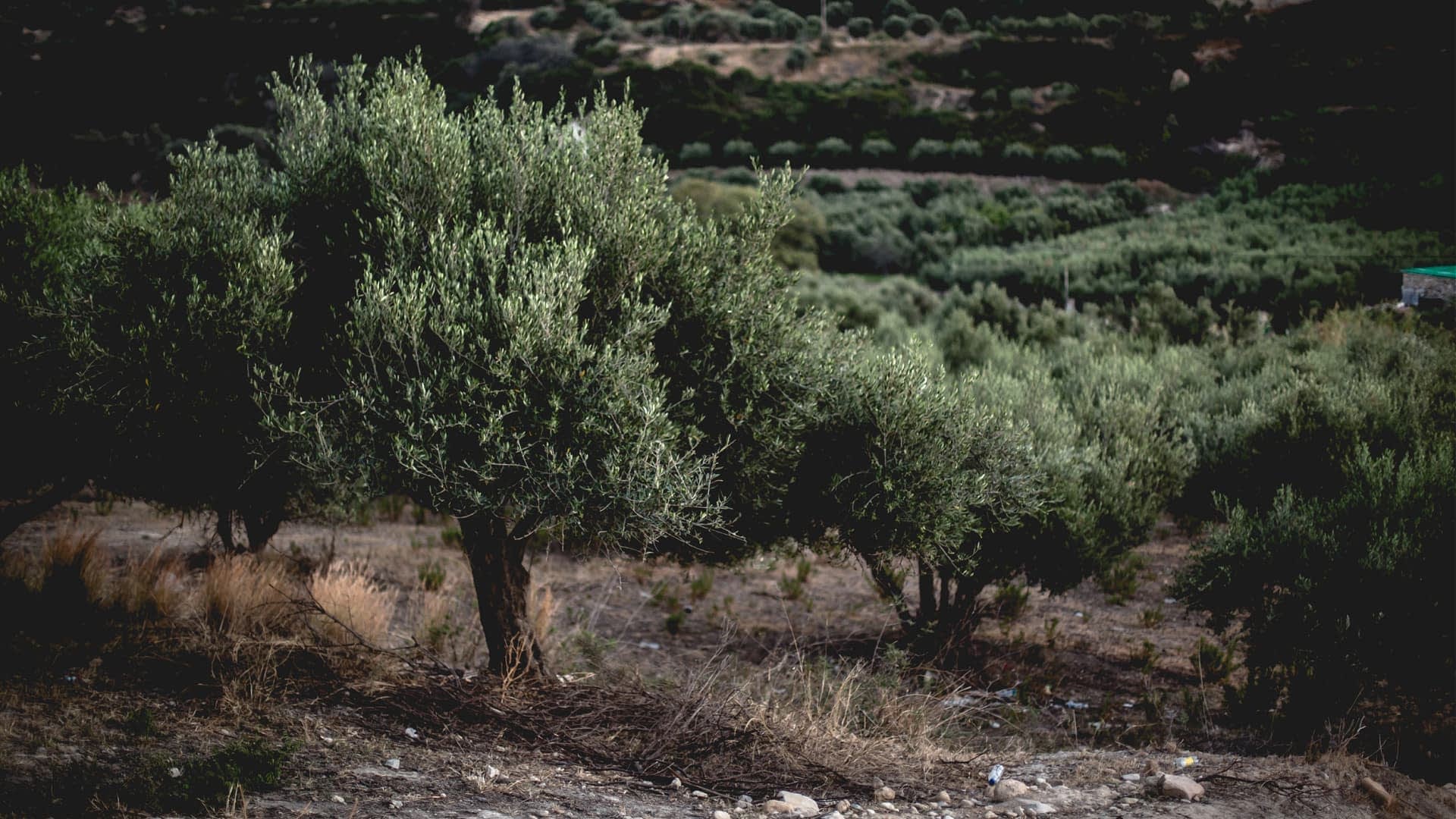 Un olivier aux feuilles vertes debout dans un champ avec d'autres oliviers en arrière-plan. - Olive Oil Times