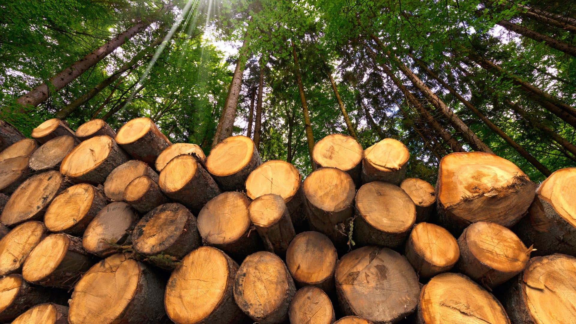 Una catasta di tronchi tagliati disposti ordinatamente in una foresta con alberi alti sullo sfondo. - Olive Oil Times