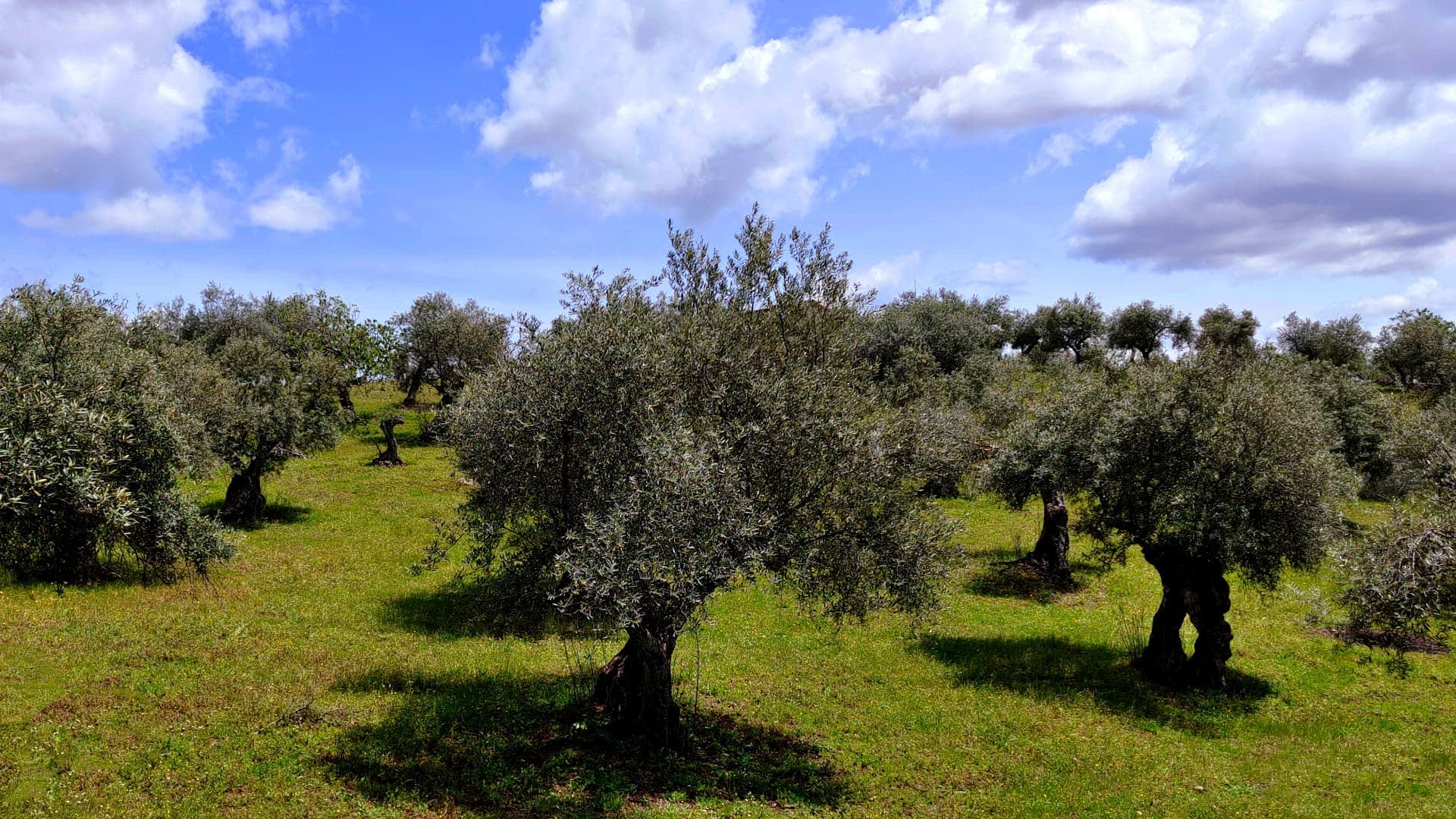 Una vista del paisaje de un olivar con varios olivos maduros bajo un cielo parcialmente nublado. Olive Oil Times