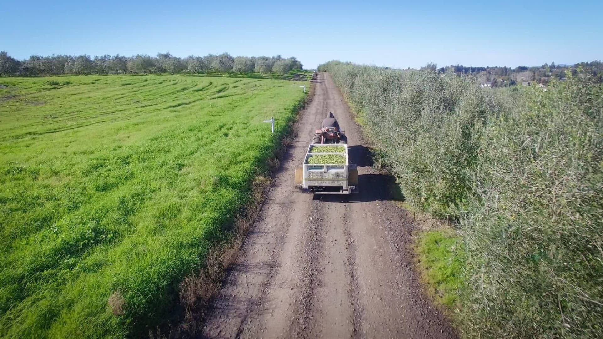 Zeytinliğin içinden geçen toprak yolda yeşil ürünlerle yüklü bir römorku çeken traktör. Olive Oil Times