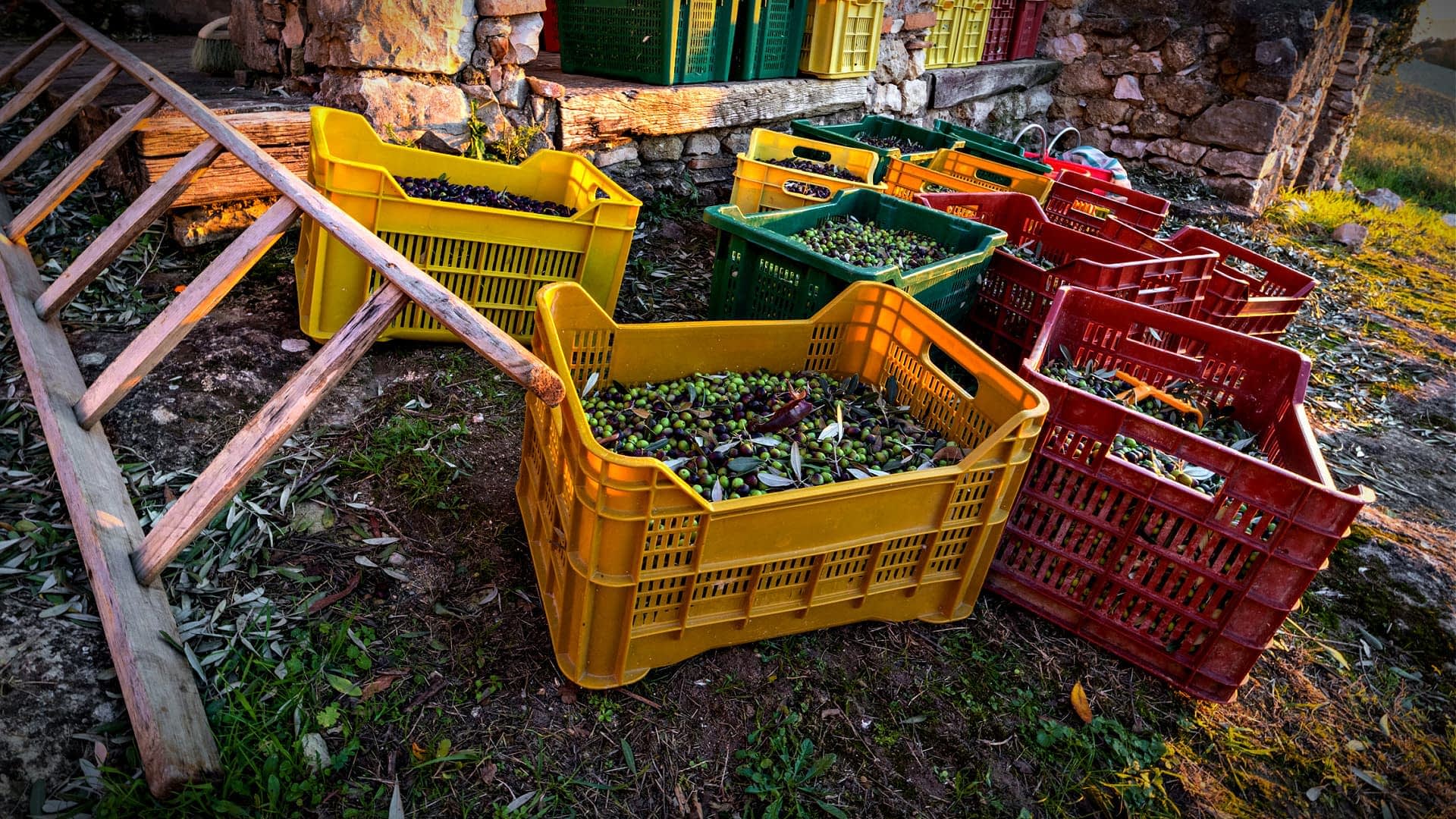 Différents paniers colorés remplis d'olives fraîchement récoltées près d'une structure en pierre. - Olive Oil Times