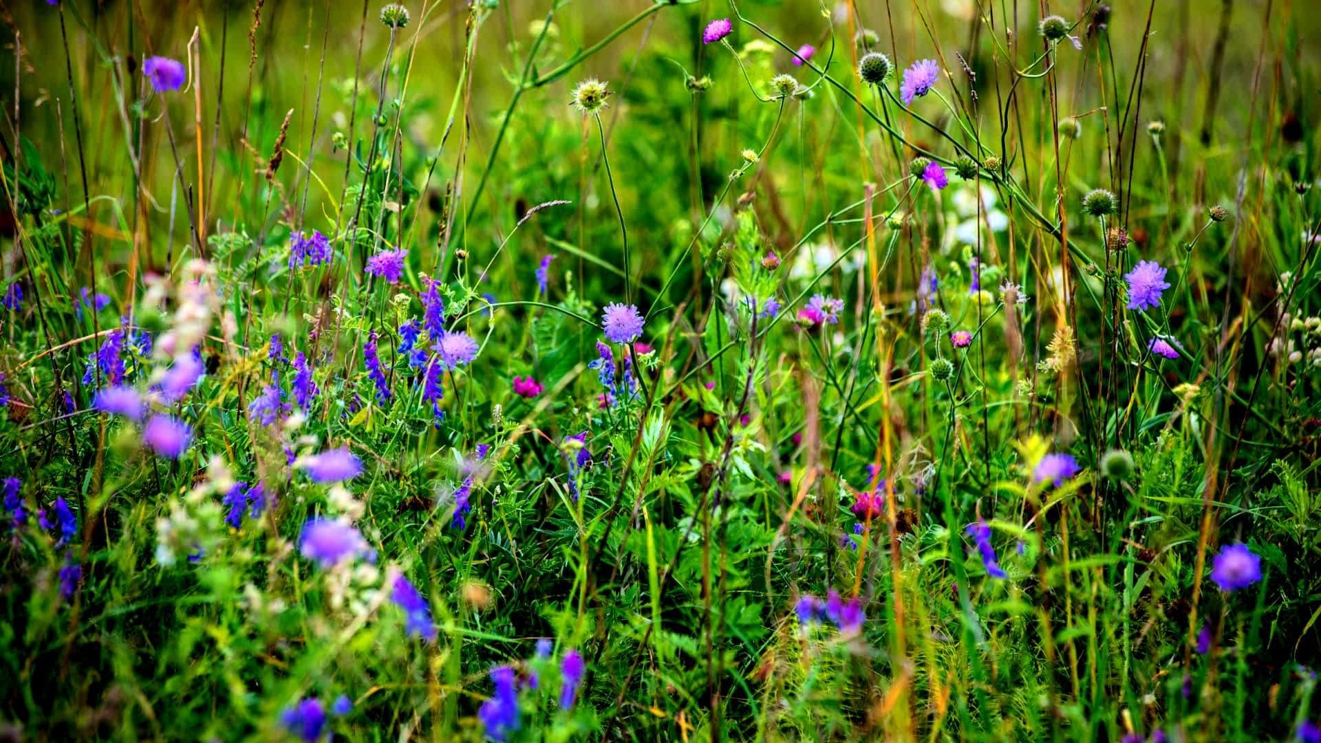 Eine leuchtende Wiese voller verschiedener Wildblumen in Lila- und Grüntönen. - Olive Oil Times