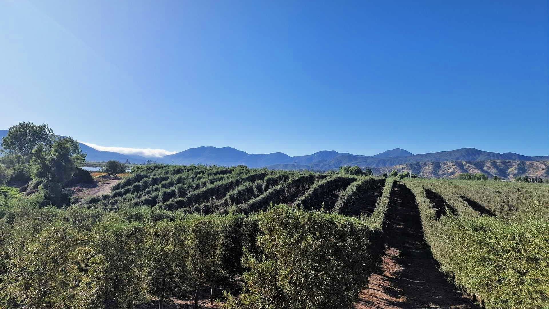 澄み切った青空の下、背景に山々が見える中、オリーブの木が一列に並んでいます。 - Olive Oil Times