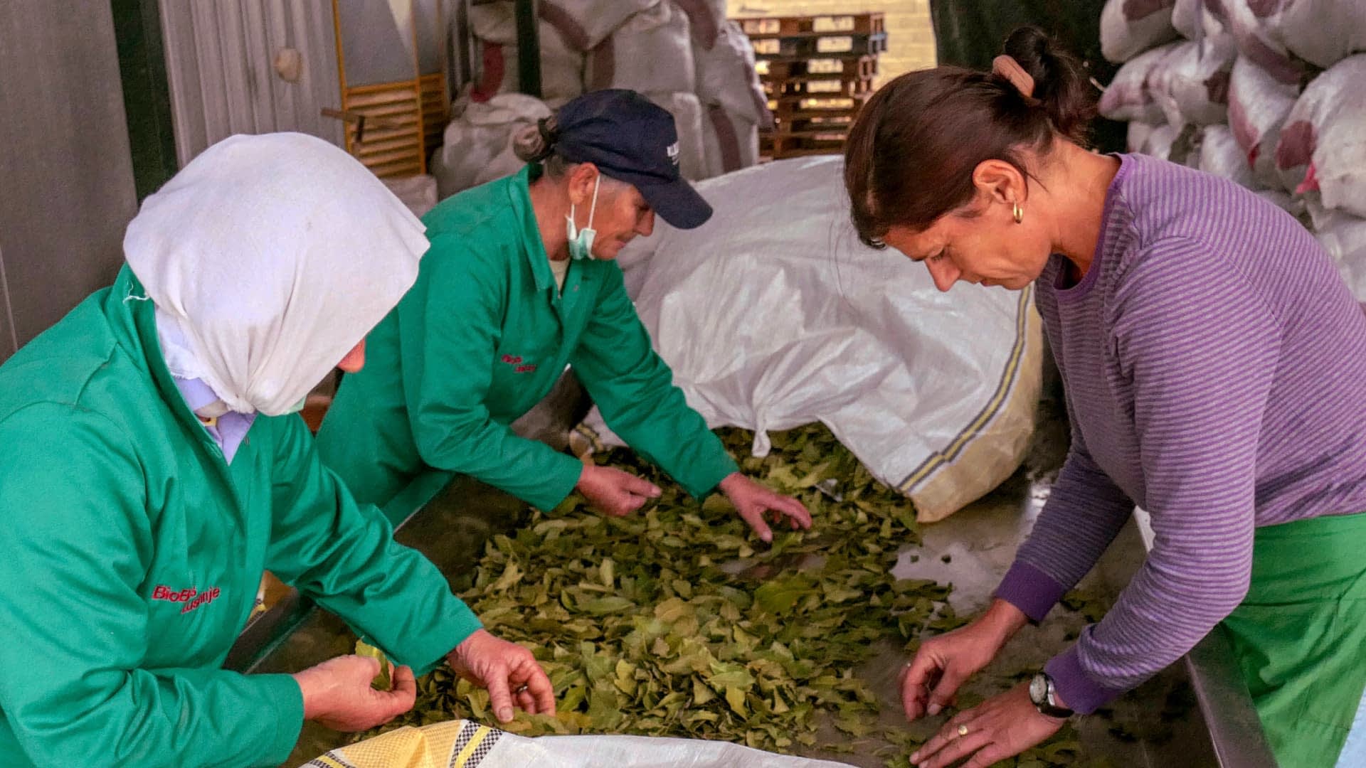 Троє осіб сортують листя на столі в переробному цеху. - Olive Oil Times