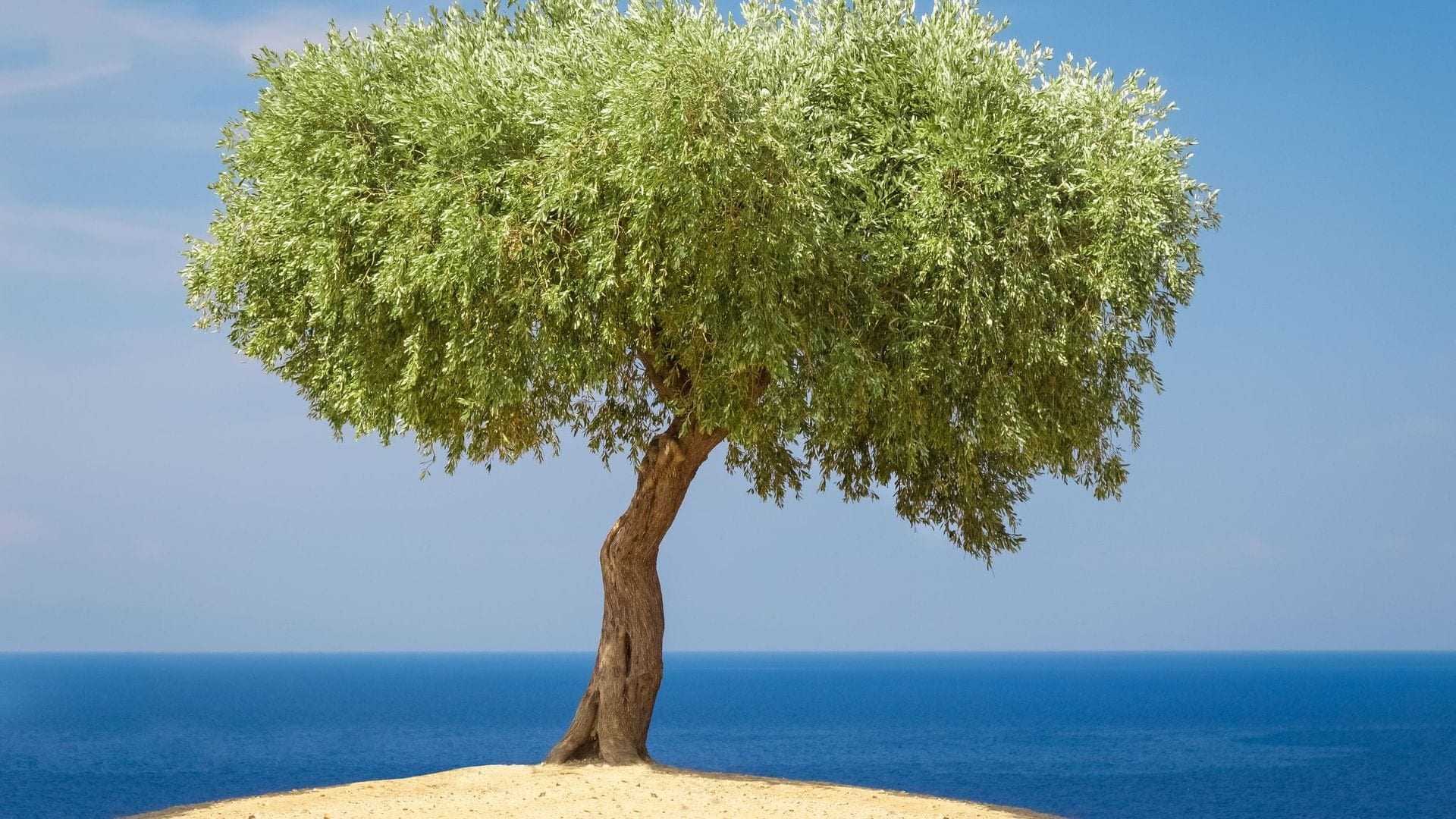 Un olivier à la canopée arrondie se dressant sur une zone sablonneuse avec la mer en arrière-plan. - Olive Oil Times