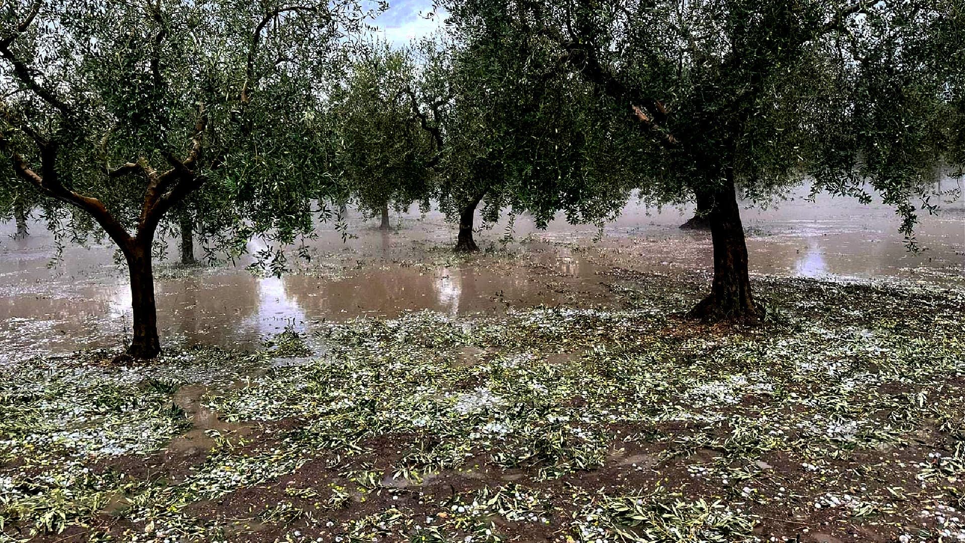 Olivenbäume in einem Hain, umgeben von stehendem Wasser und abgefallenen Blättern nach Regenfällen. – Olive Oil Times