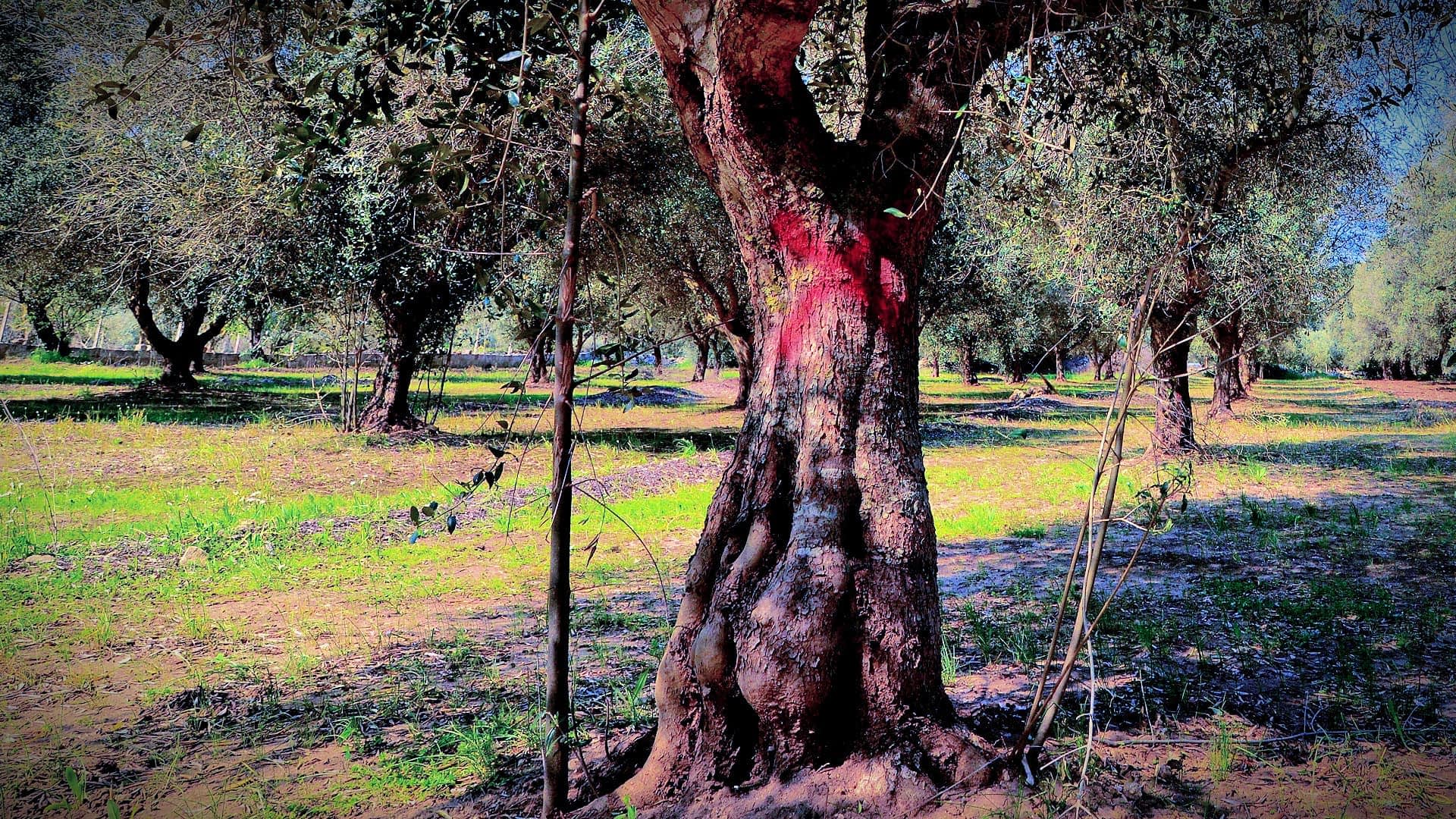 Ein Olivenbaum mit strukturiertem Stamm und grünem Laub in einer Obstgartenumgebung. – Olive Oil Times