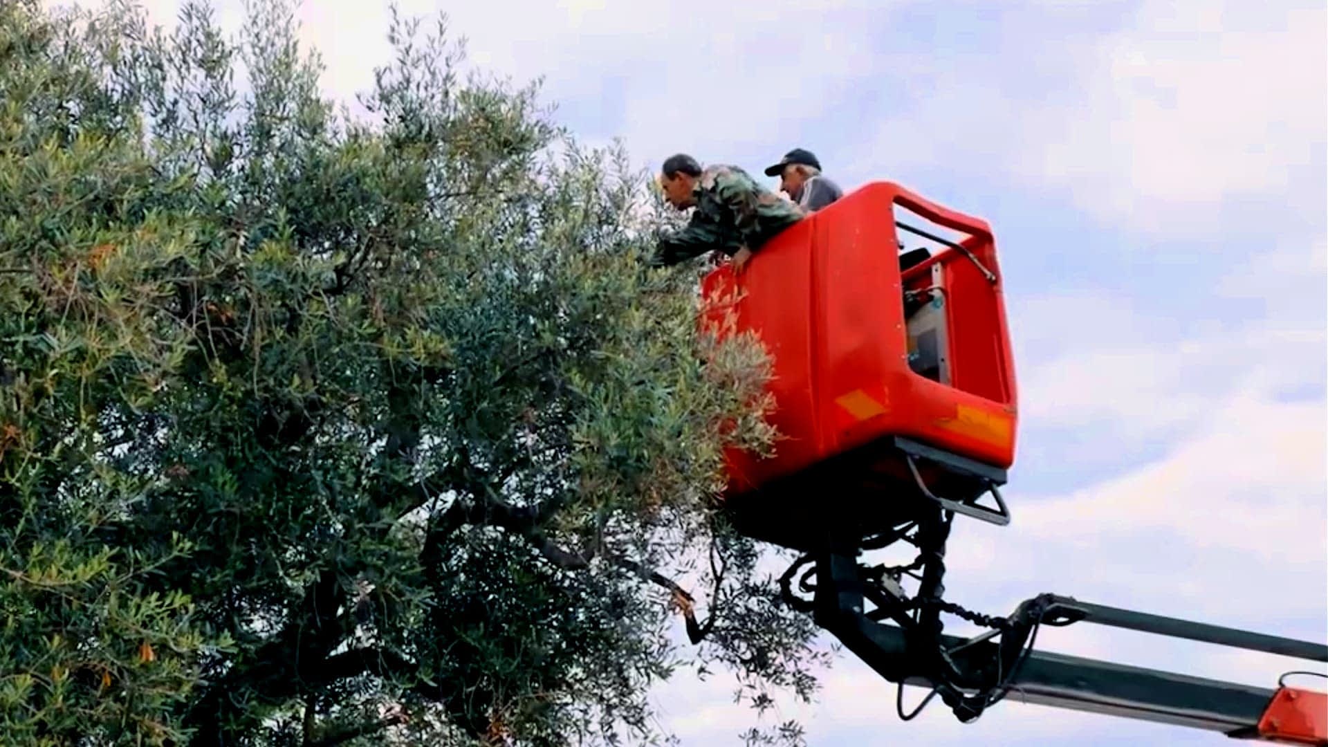 Quality Push Redefines Olive Oil Production in Montenegro