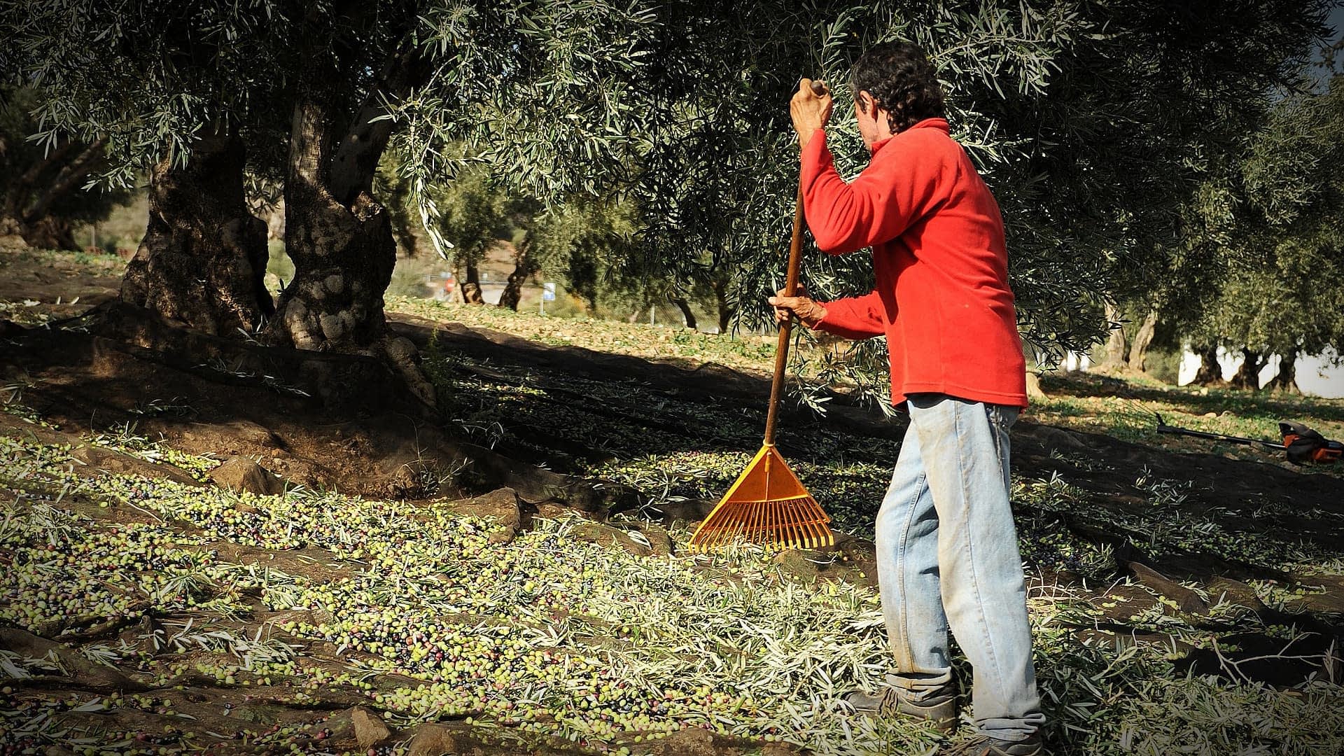 Ein Mann in einem roten Hemd harkt Oliven vom Boden in einem Olivenhain. - Olive Oil Times