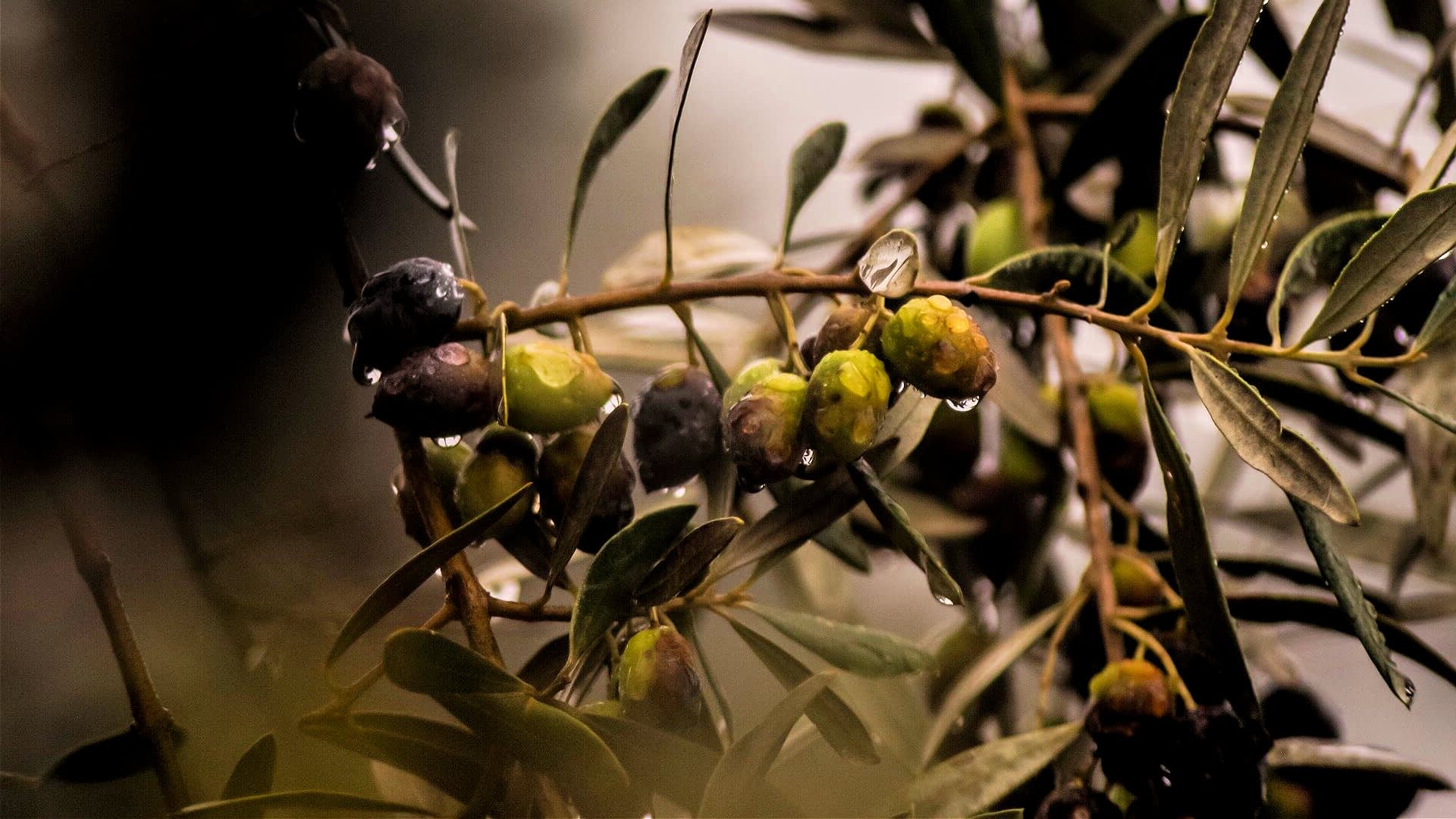 Primer plano de una rama de olivo con aceitunas verdes y negras con gotas de agua. - Olive Oil Times