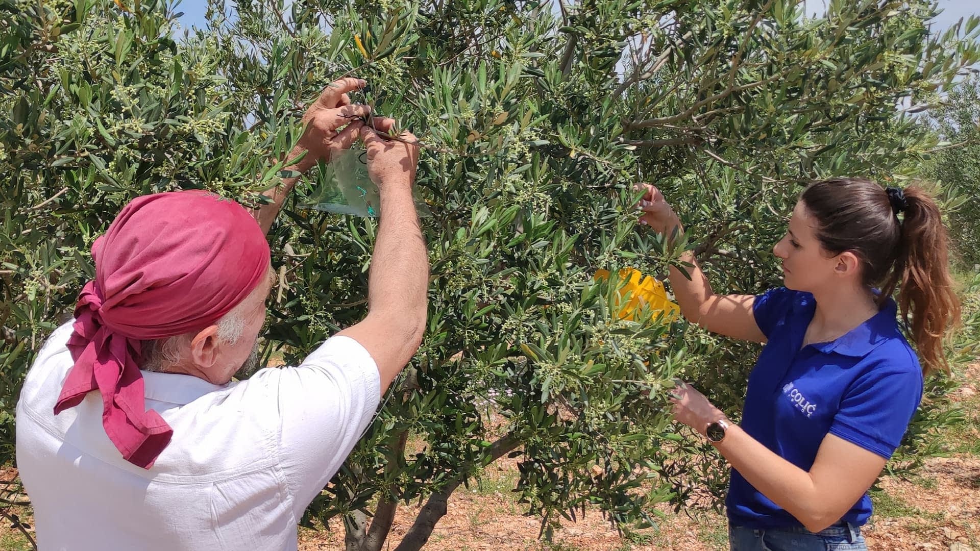 Zwei Personen sammeln während des Erntevorgangs Oliven von einem Olivenbaum. – Olive Oil Times