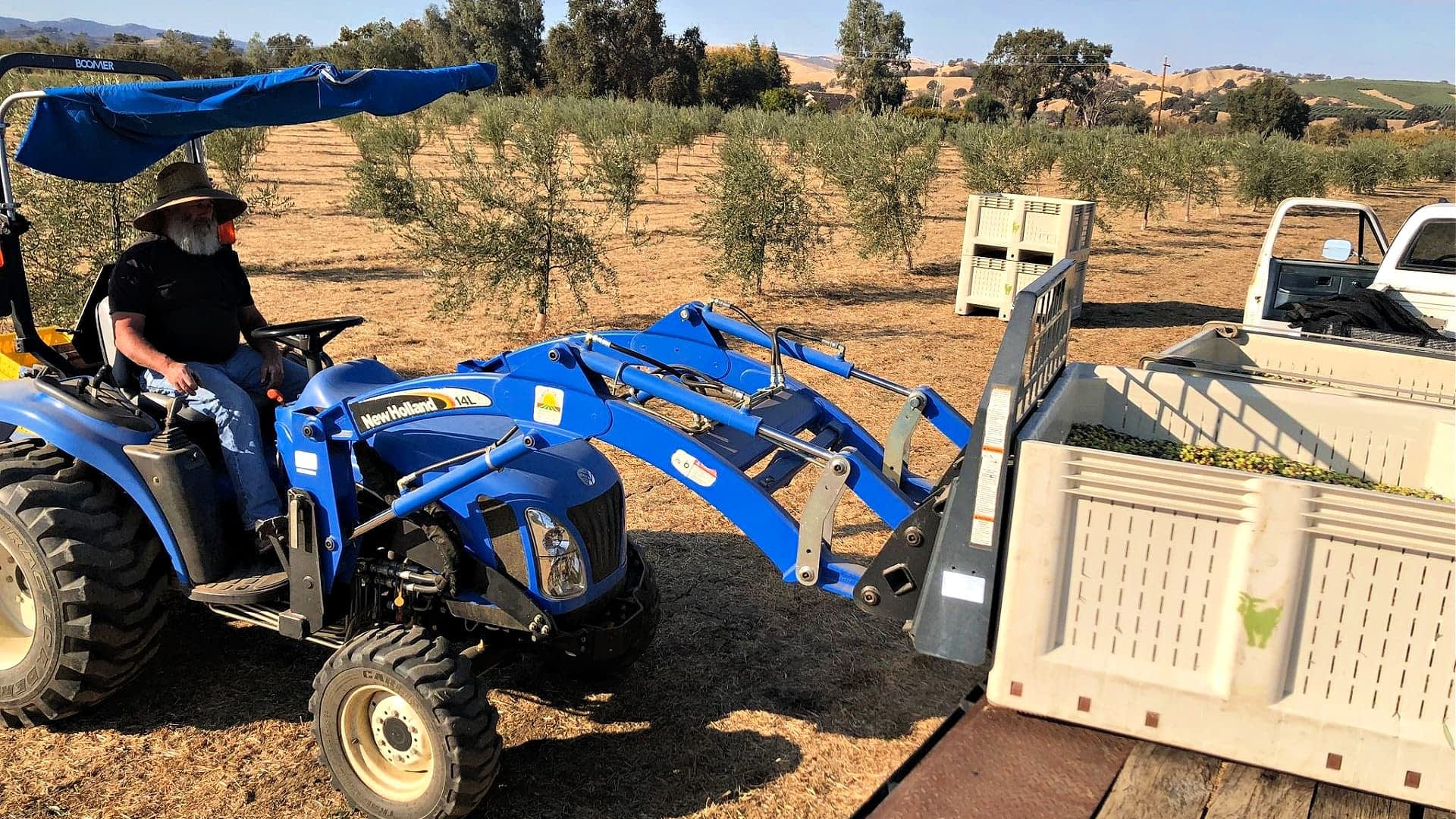 Un trattore blu con un caricatore in funzione in un uliveto. - Olive Oil Times