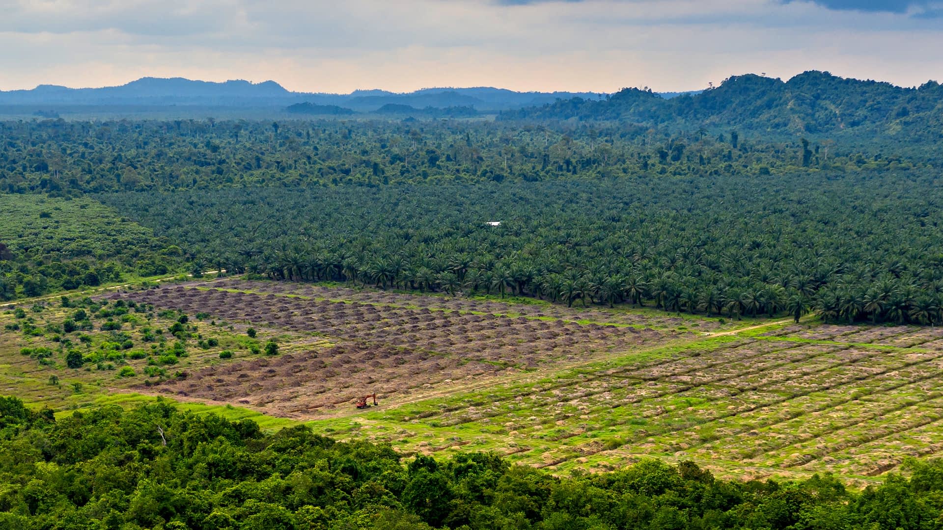 Vista aerea di un terreno agricolo con file di palme e zone disboscate. - Olive Oil Times