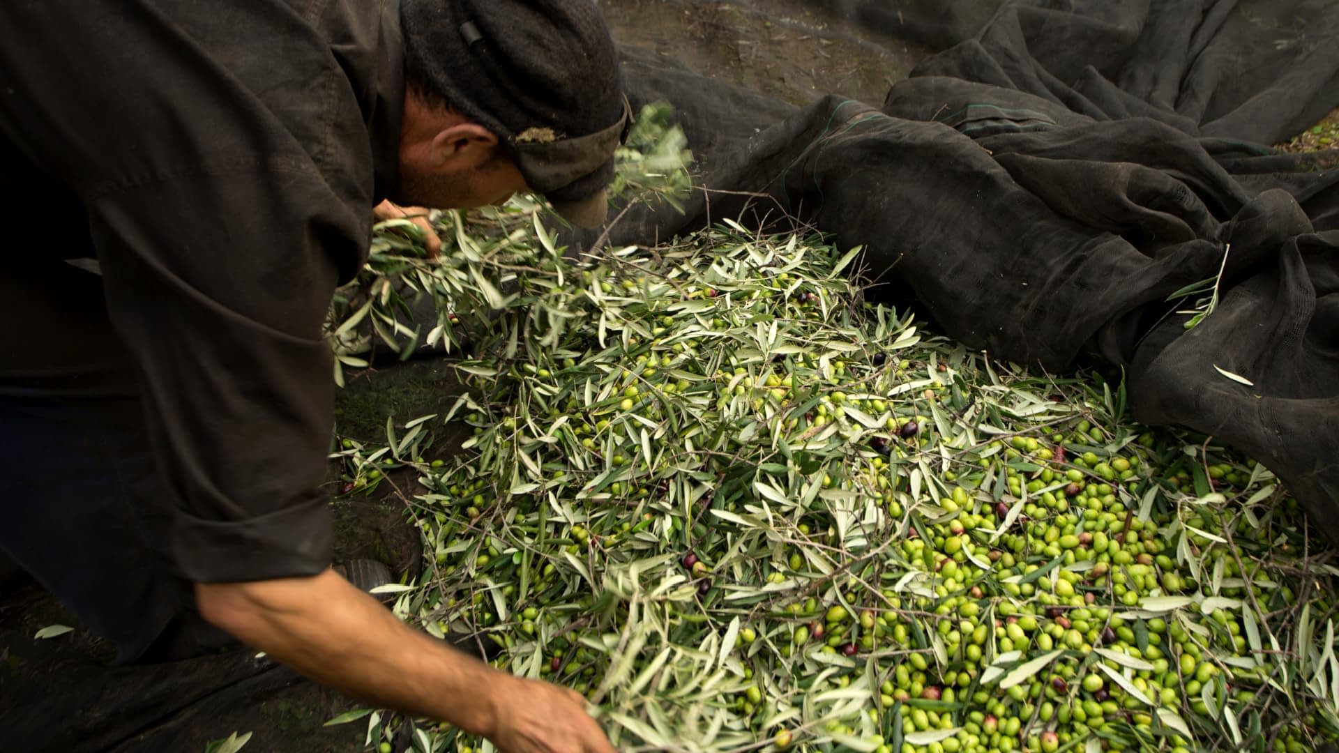 Oseba, ki sortira sveže obrane oljke in listje v zbirnem prostoru. - Olive Oil Times