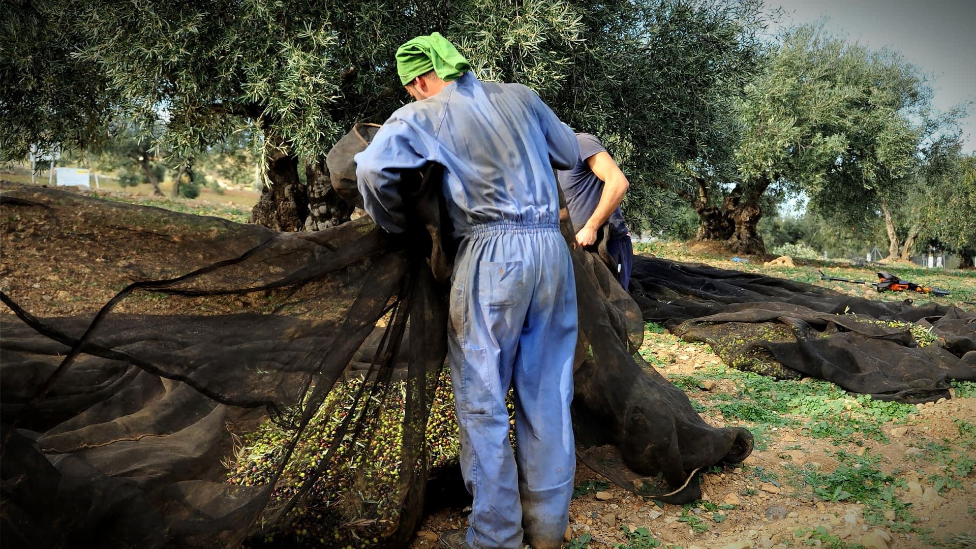 Dois trabalhadores coletando azeitonas usando redes sob oliveiras durante a época da colheita. - Olive Oil Times
