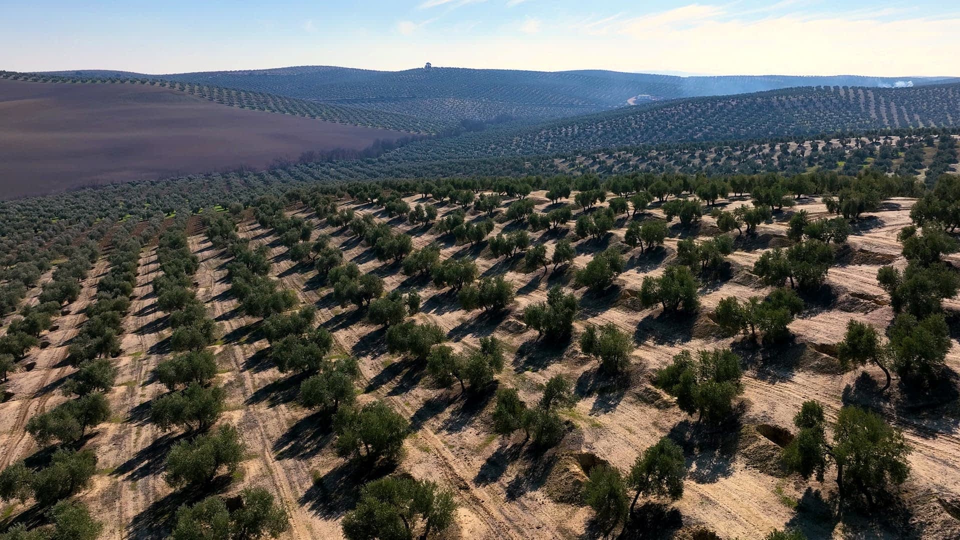 Vue aérienne d'une grande oliveraie avec des arbres et des rangées soigneusement disposés sur un terrain vallonné. - Olive Oil Times