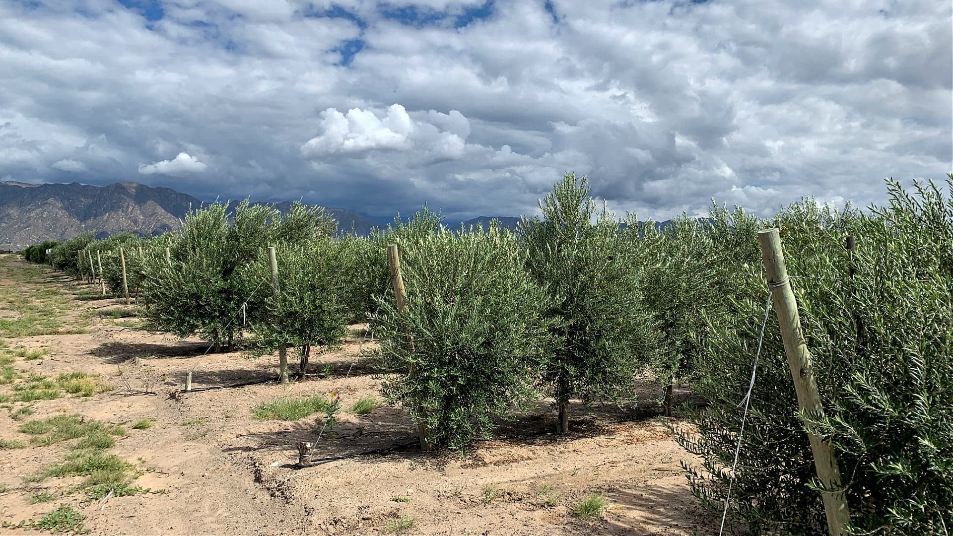 Fila di giovani ulivi che crescono in un frutteto con cieli nuvolosi sullo sfondo. - Olive Oil Times