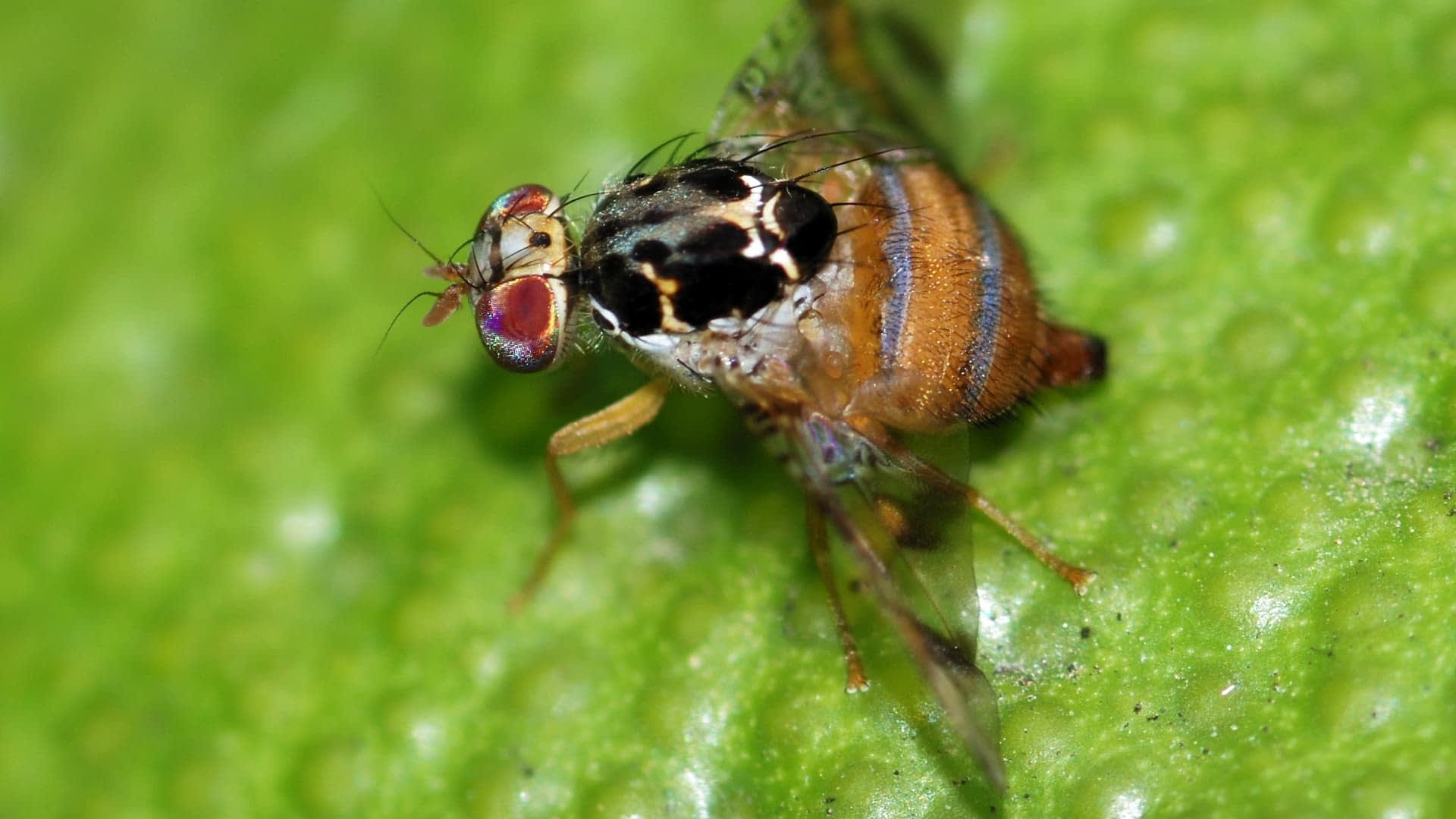Imagen de primer plano de una mosca de la fruta con características distintivas sobre una superficie verde. Olive Oil Times