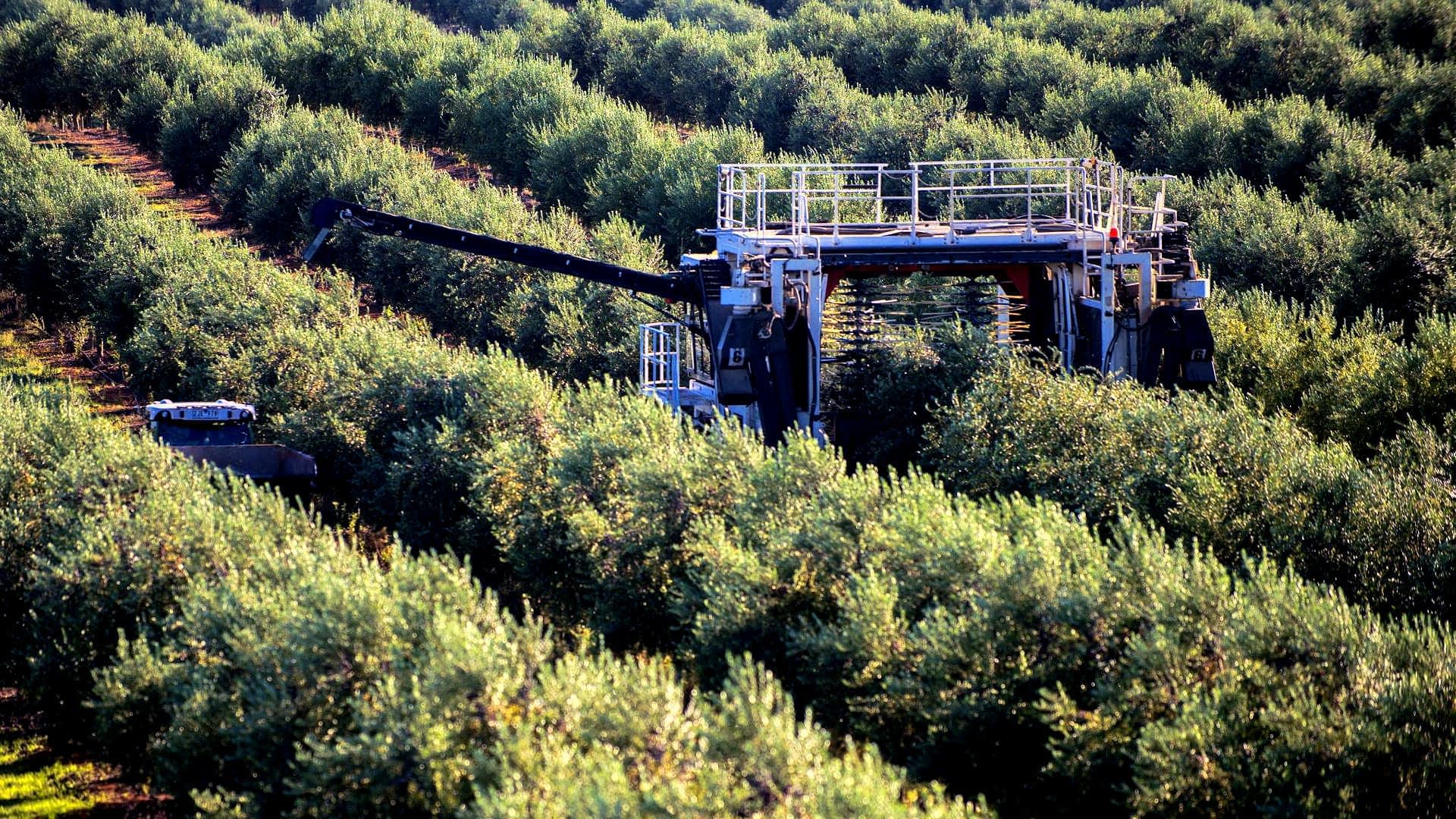 Machine de récolte des olives fonctionnant dans un bosquet d'oliviers pendant la saison de récolte. - Olive Oil Times