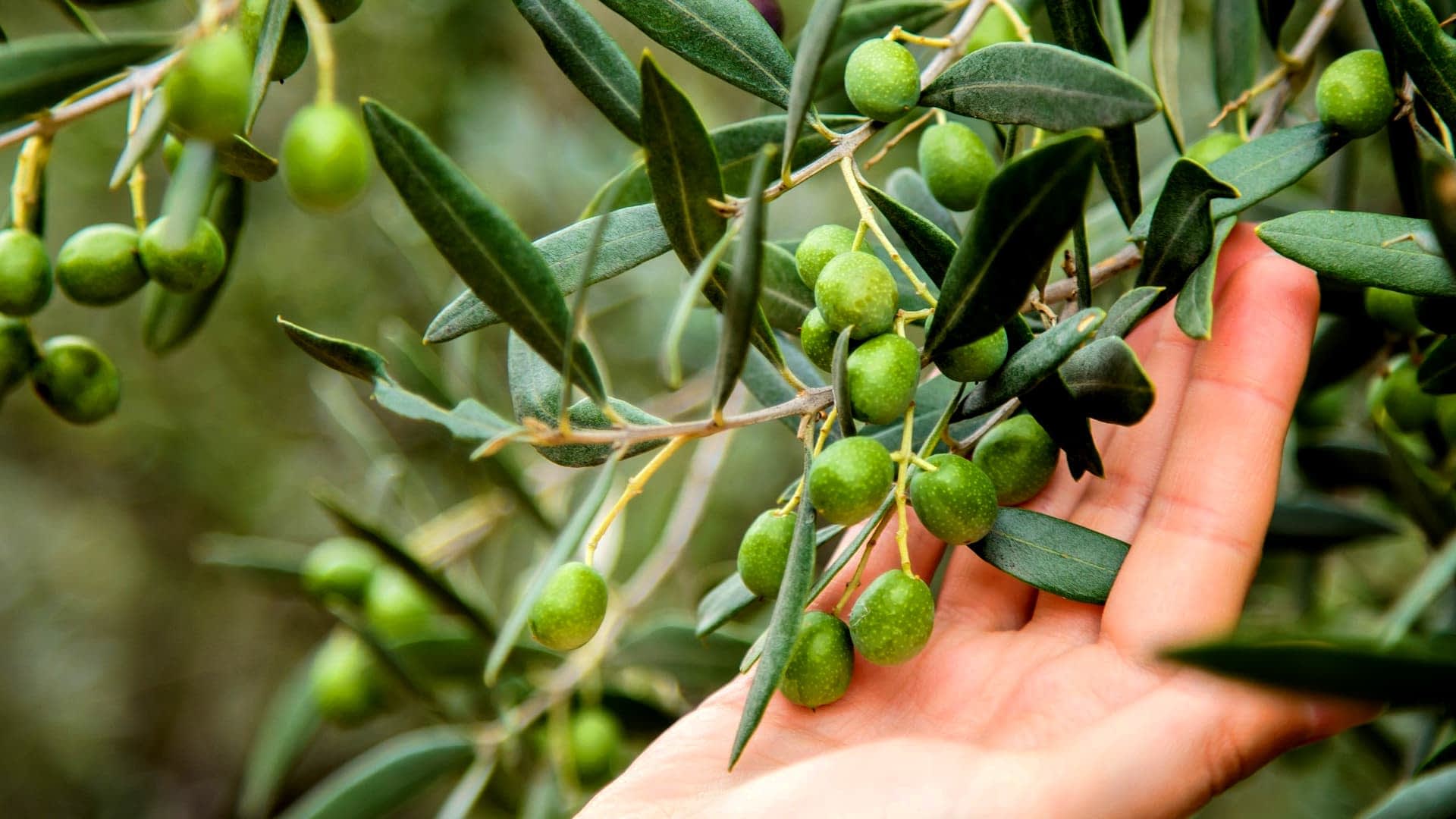 Eine Hand berührt sanft einen Olivenzweig mit unreifen grünen Oliven und Blättern. - Olive Oil Times
