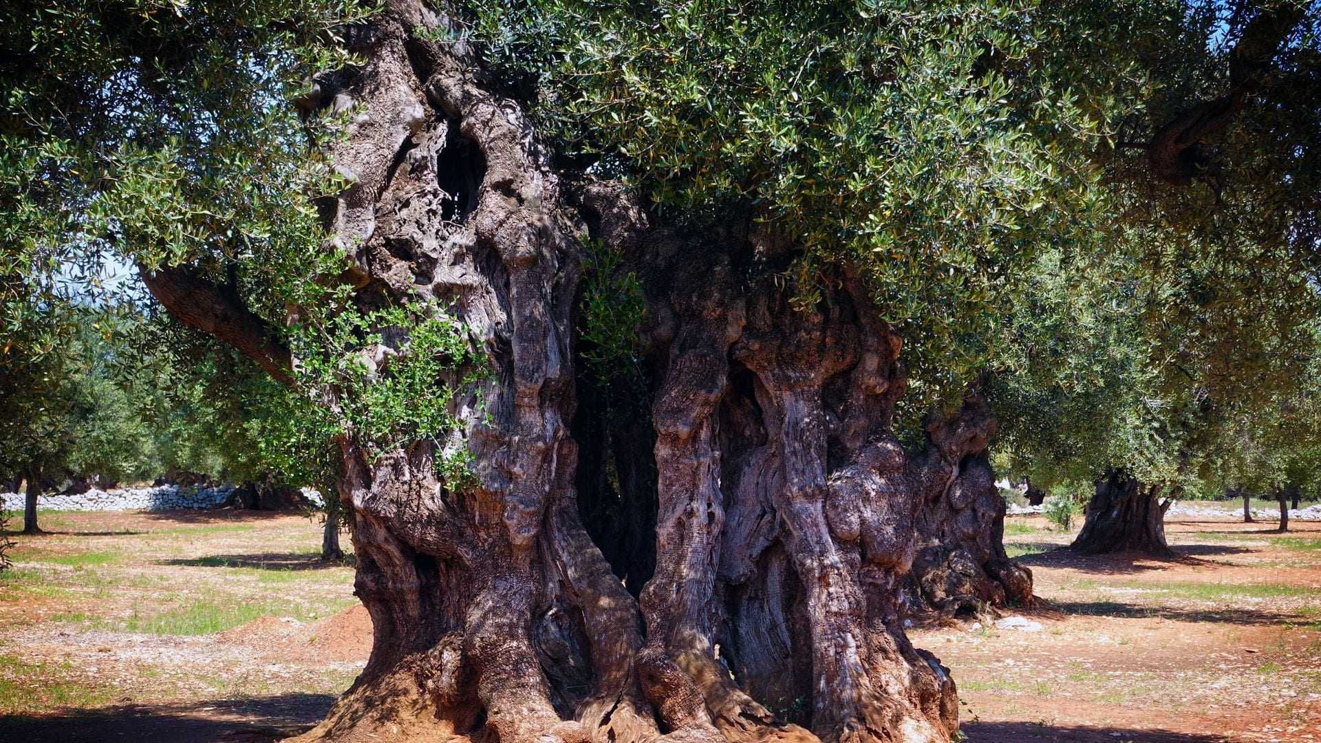 Ein großer, uralter Olivenbaum mit dickem Stamm und dichtem grünem Laub in Apulien. – Olive Oil Times